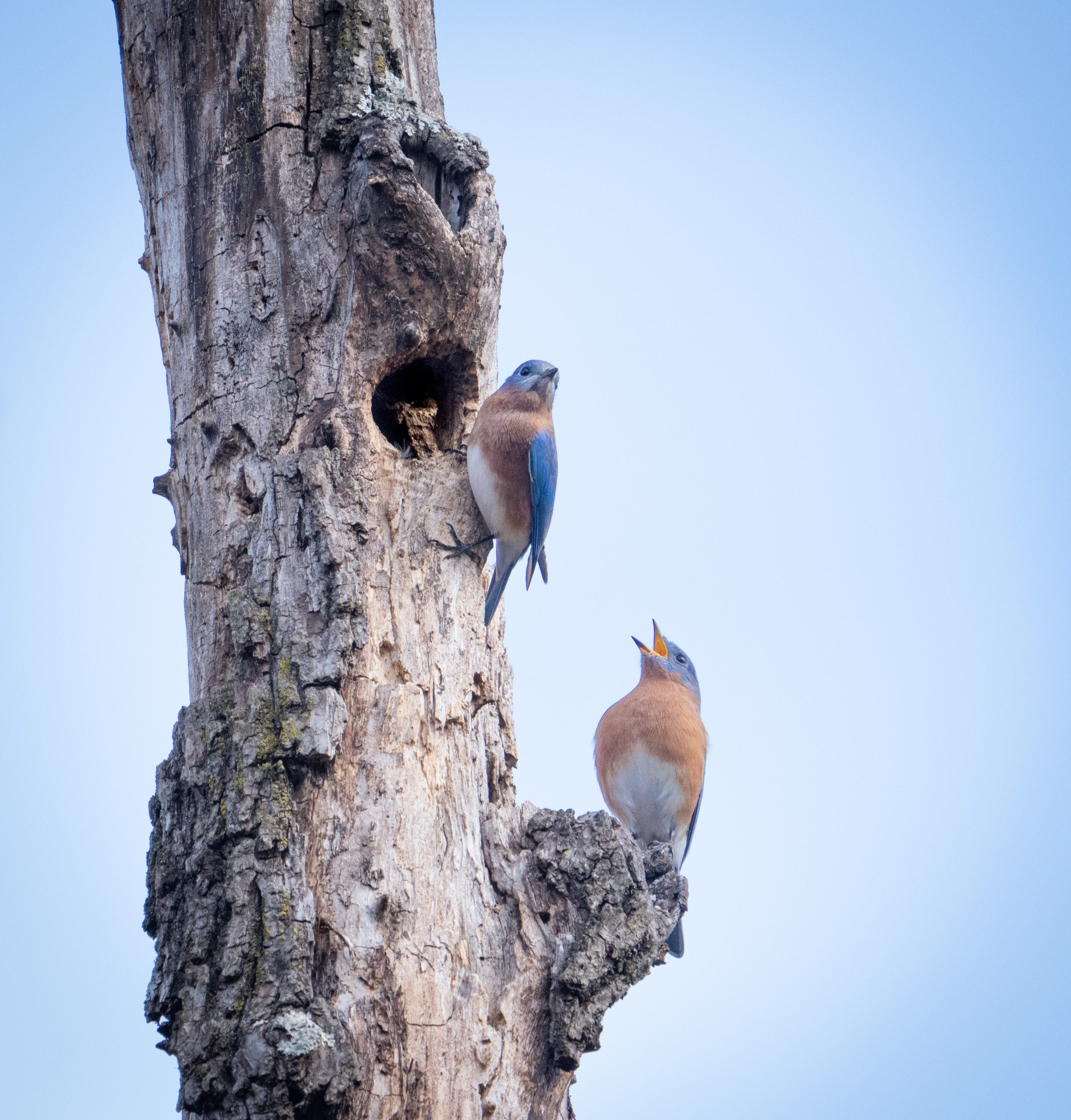 Bluebird Serenade Today in Valley Forge