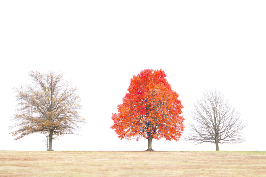 Orange Tree in Valley Forge Today