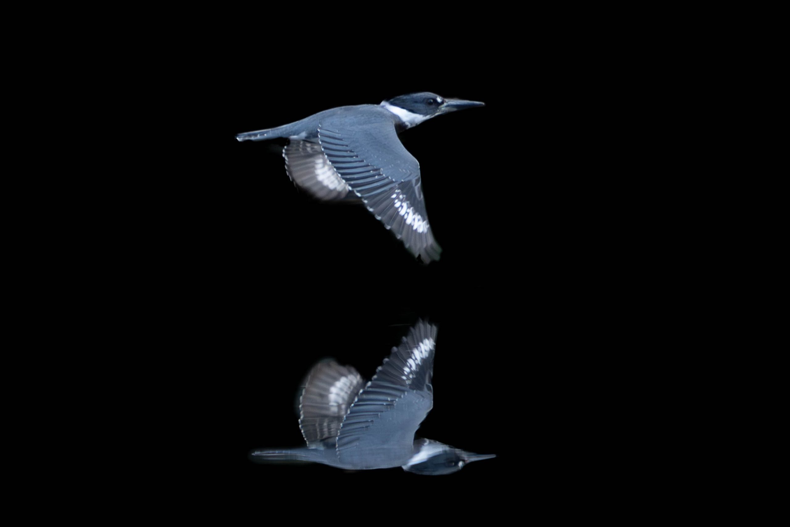 Kingfisher Reflection – Eastern College Pond