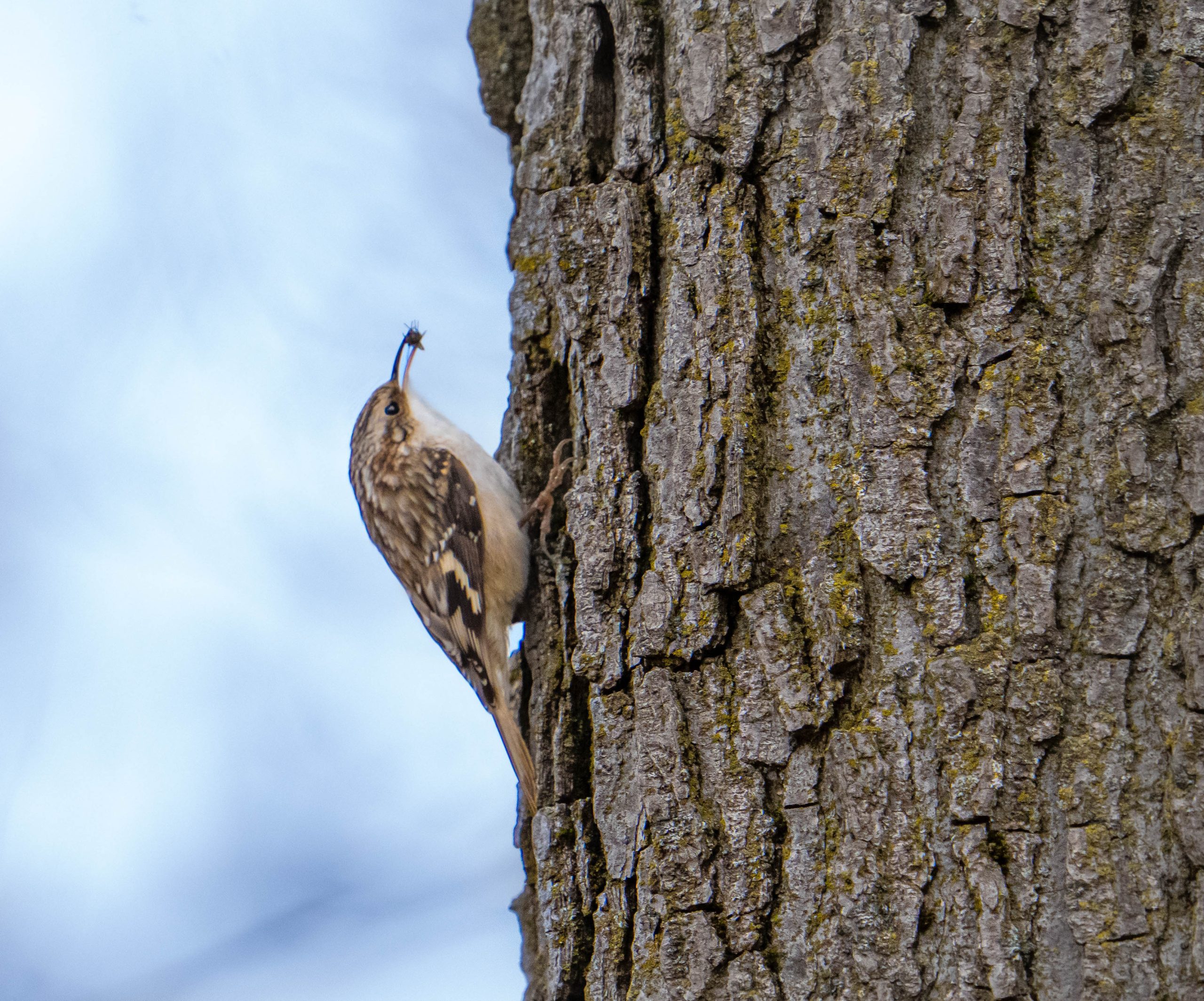 Little Brown Creeper with Fly