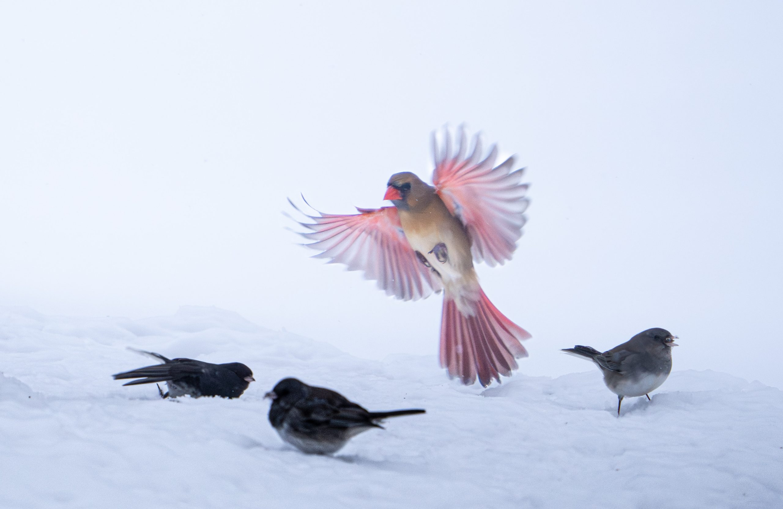 Mrs. Cardinal Steals the Show