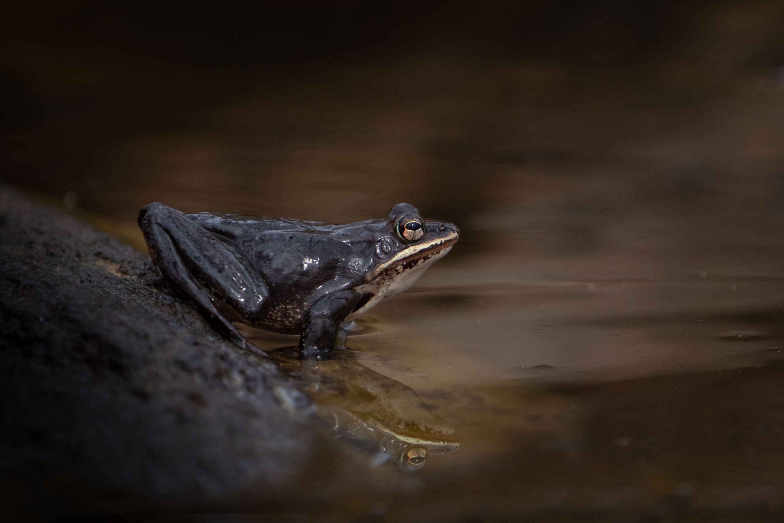 The Wood Frogs Have Arrived