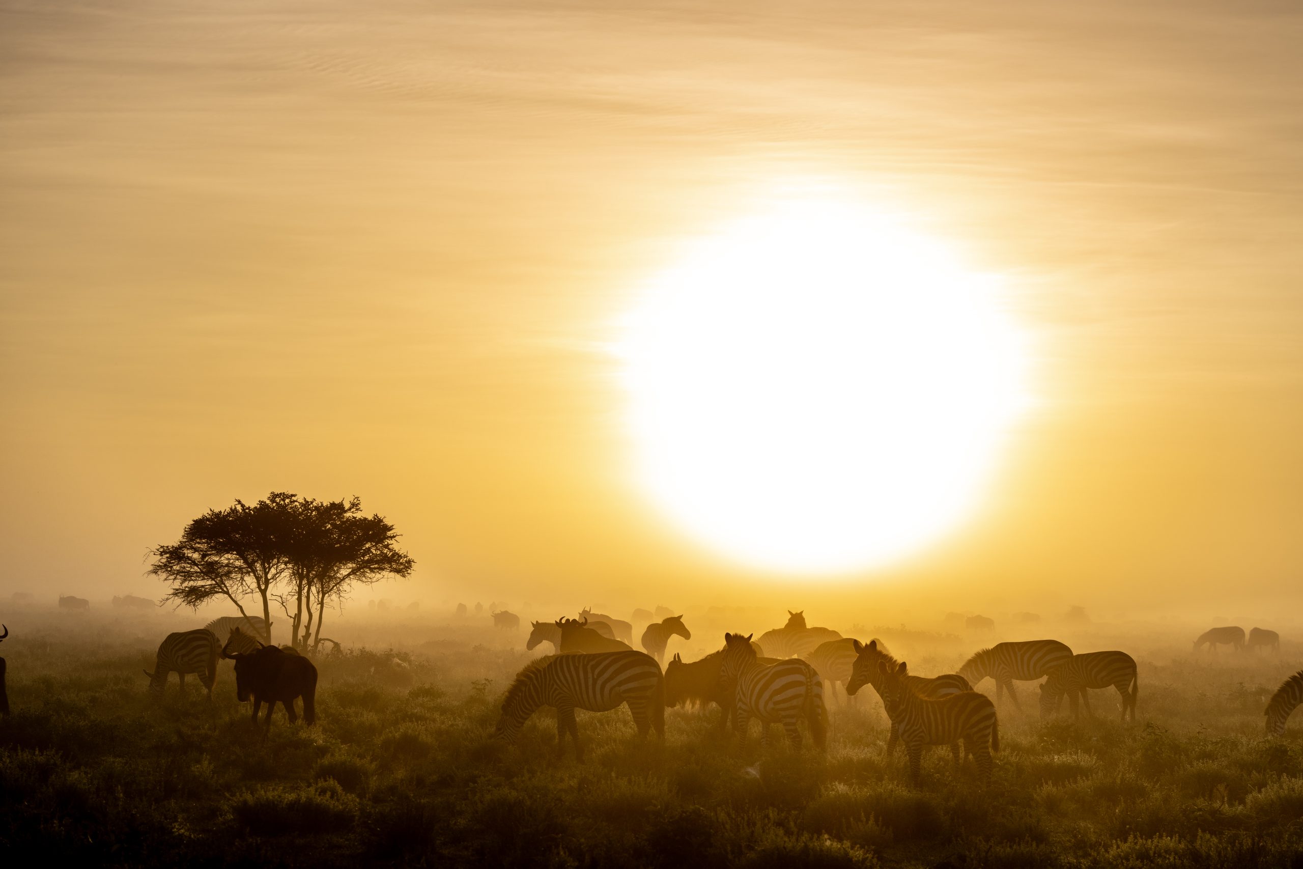 Dawn on a Foggy Morning in Tanzania