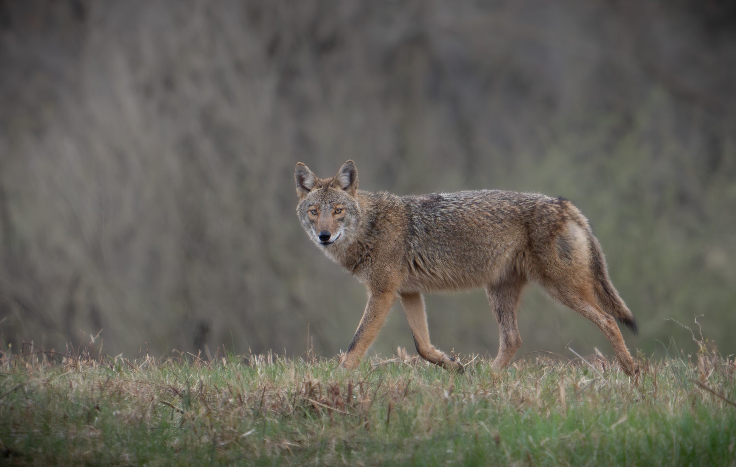 Coyote in Valley Forge!!