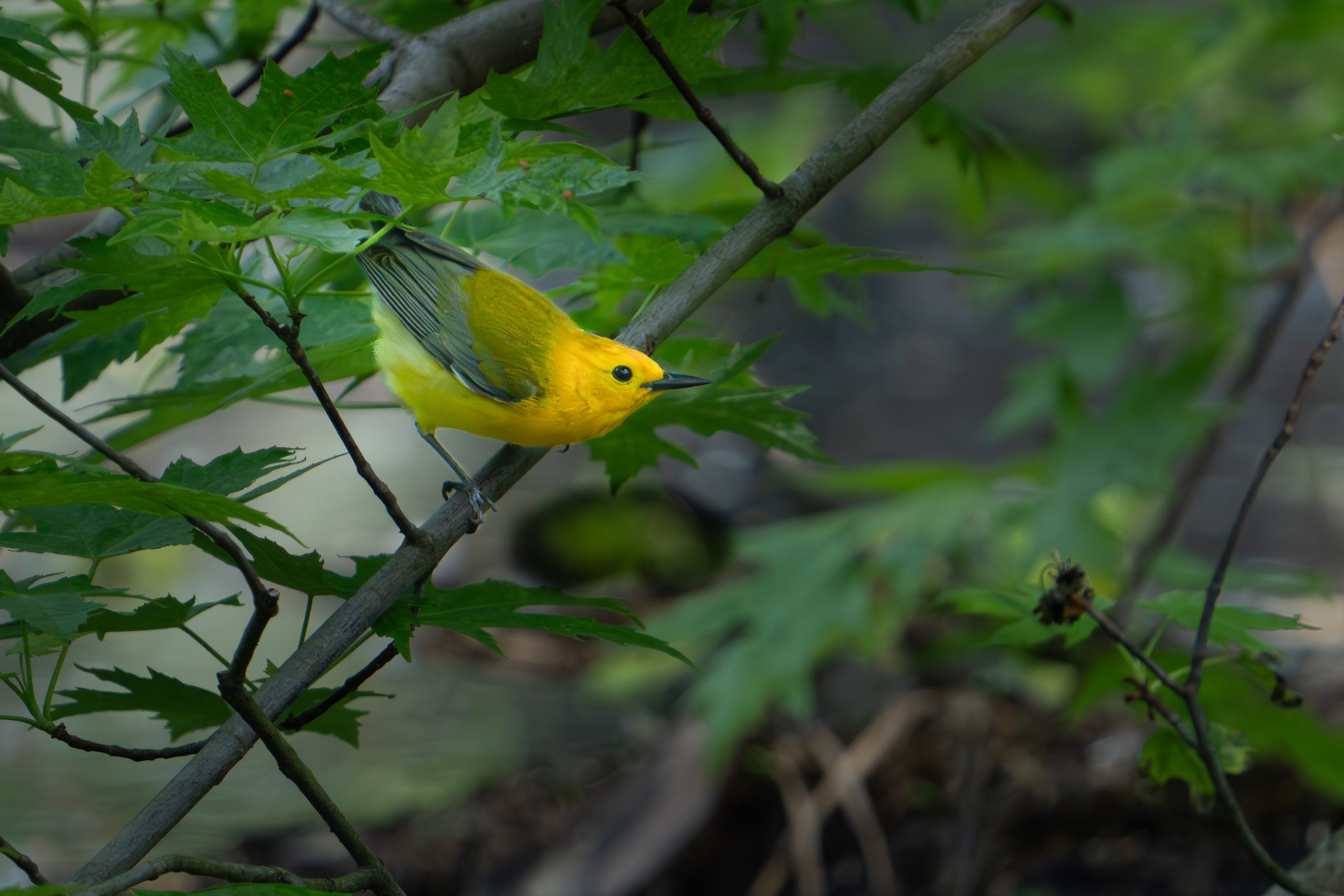 The Warblers Have Returned!!