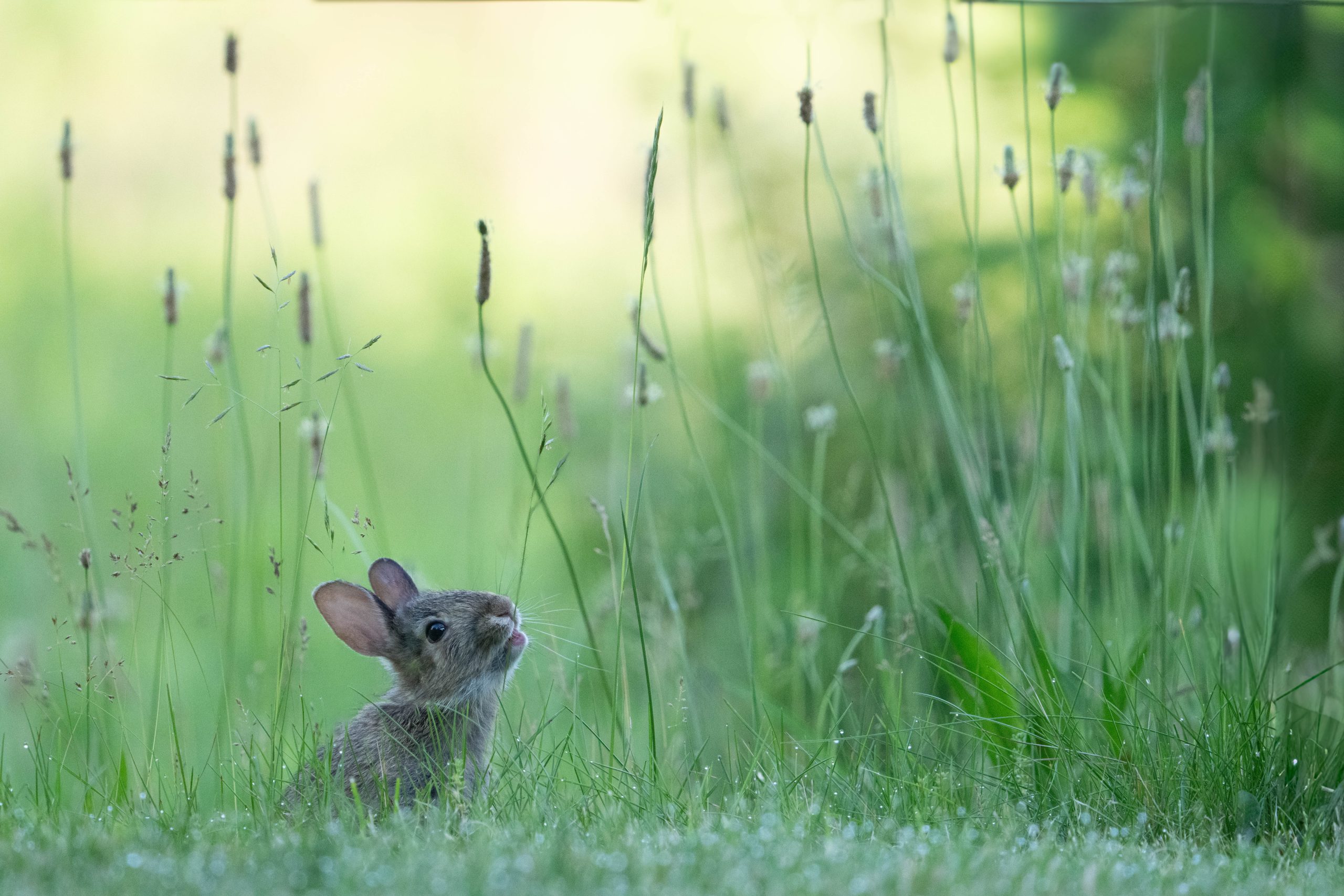 Bunny at Breakfast in Charlestown Meadows WINS FIRST PLACE