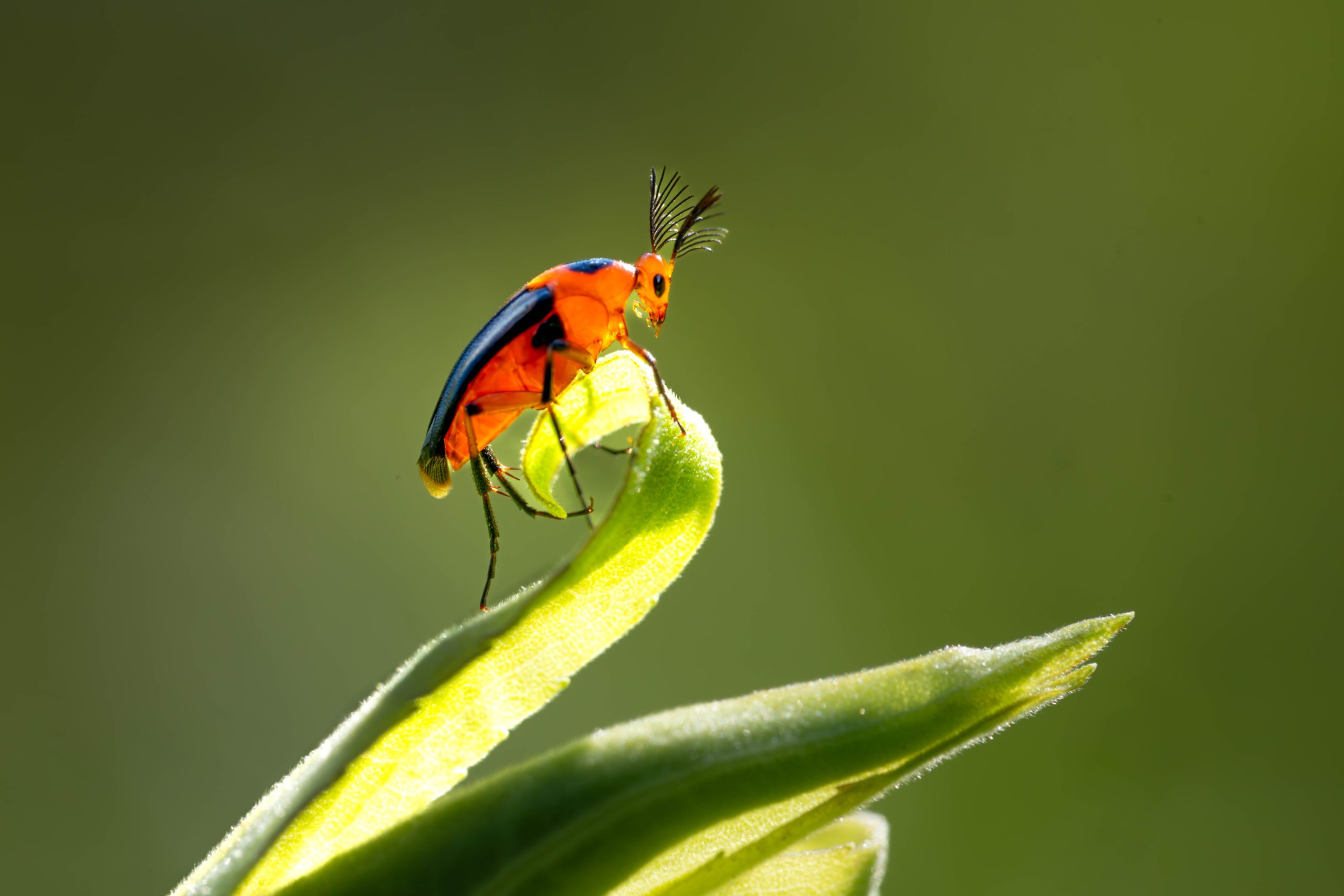 Macrosiagon – Otherwise known as the Wedge Shaped Beetle – Look at those Antennae!!