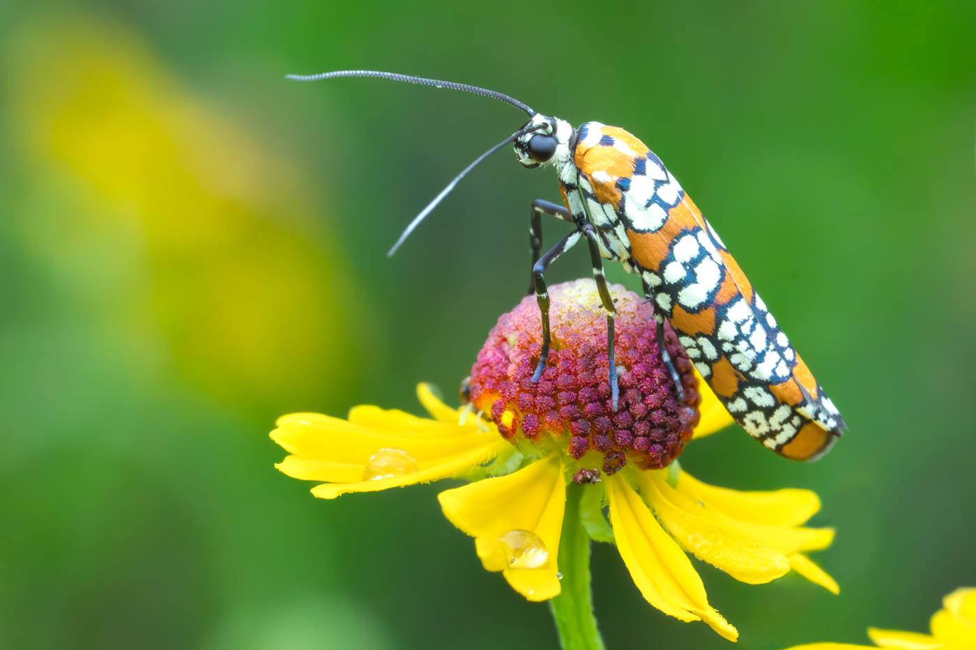 Ailanthus Webworm Moth on a Purple Headed Sneezeweed. Say that ten times real fast……