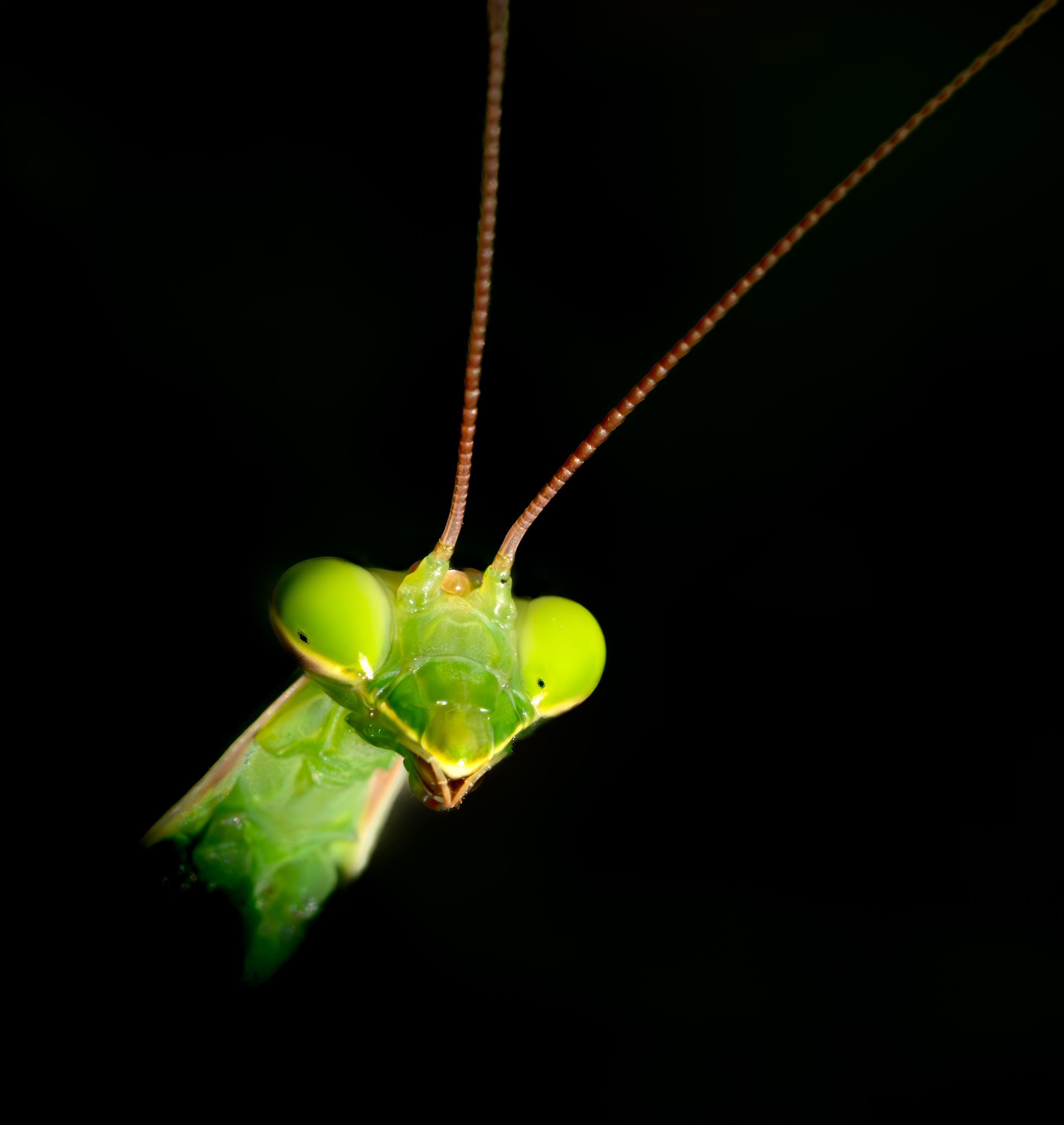 Teenage Praying Mantises Posing for her Picture