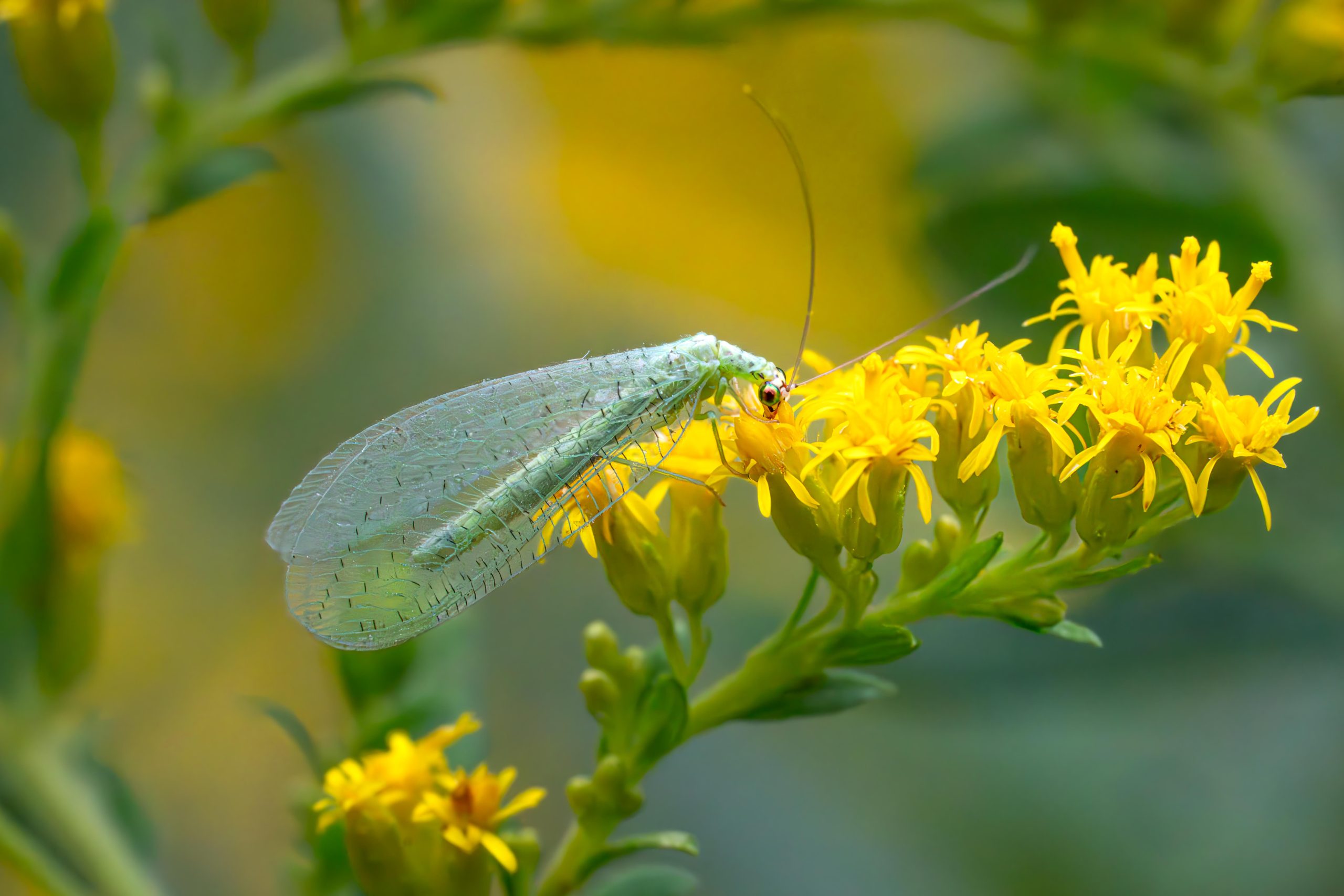 The Lovely Lacewing and Other Recent Favorites
