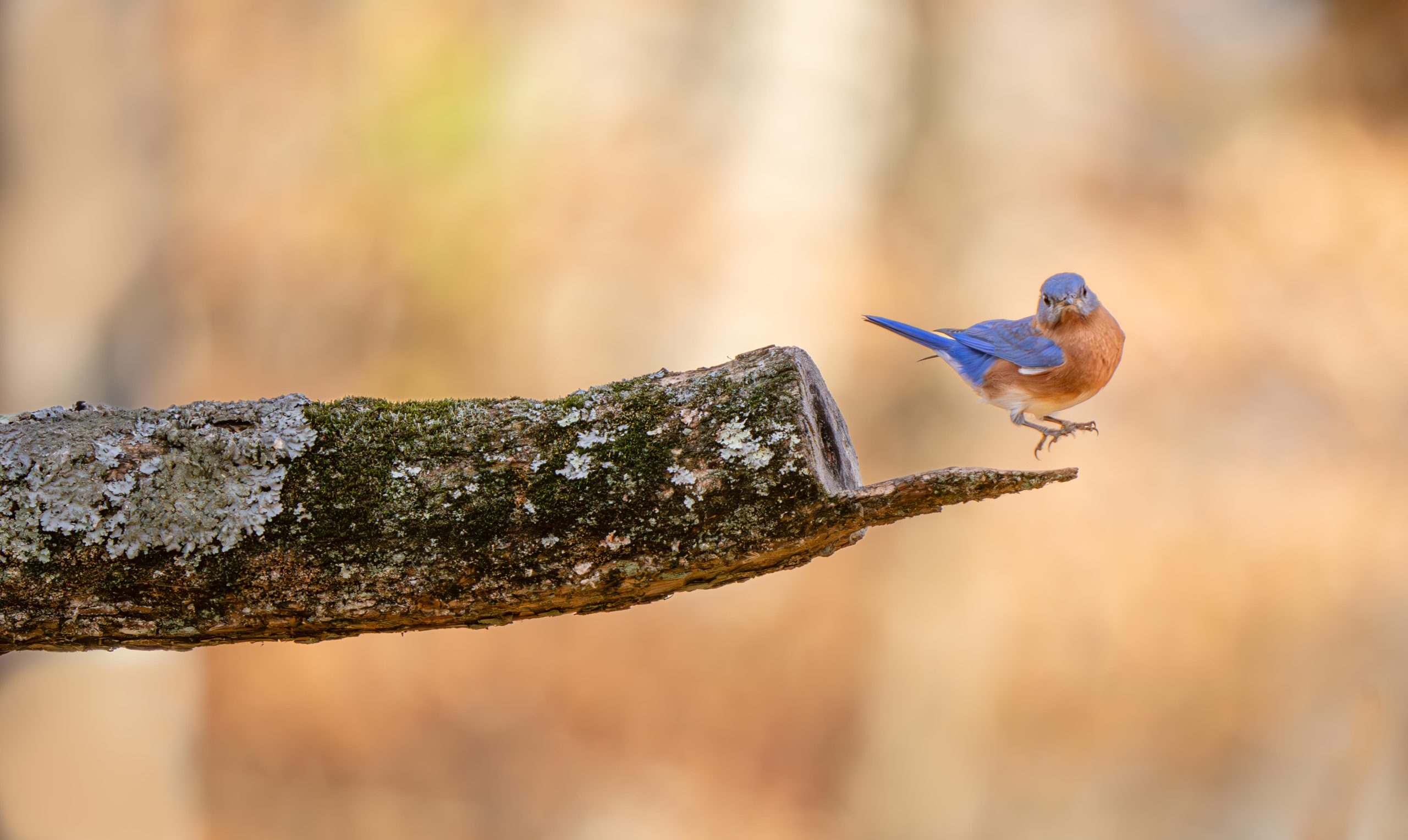 Bluebird and the Cannon – Today in Valley Forge