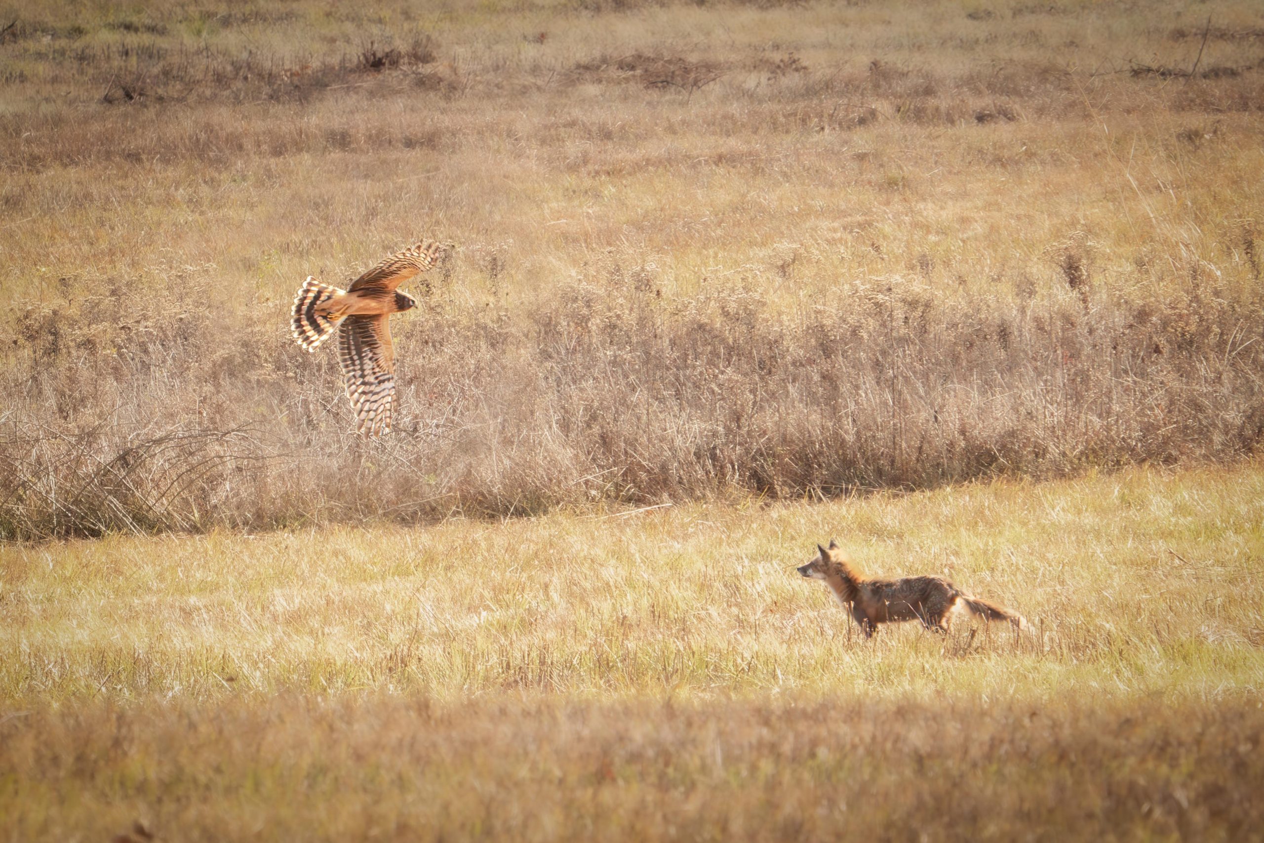 The Fields in Valley Forge Are Being Mowed