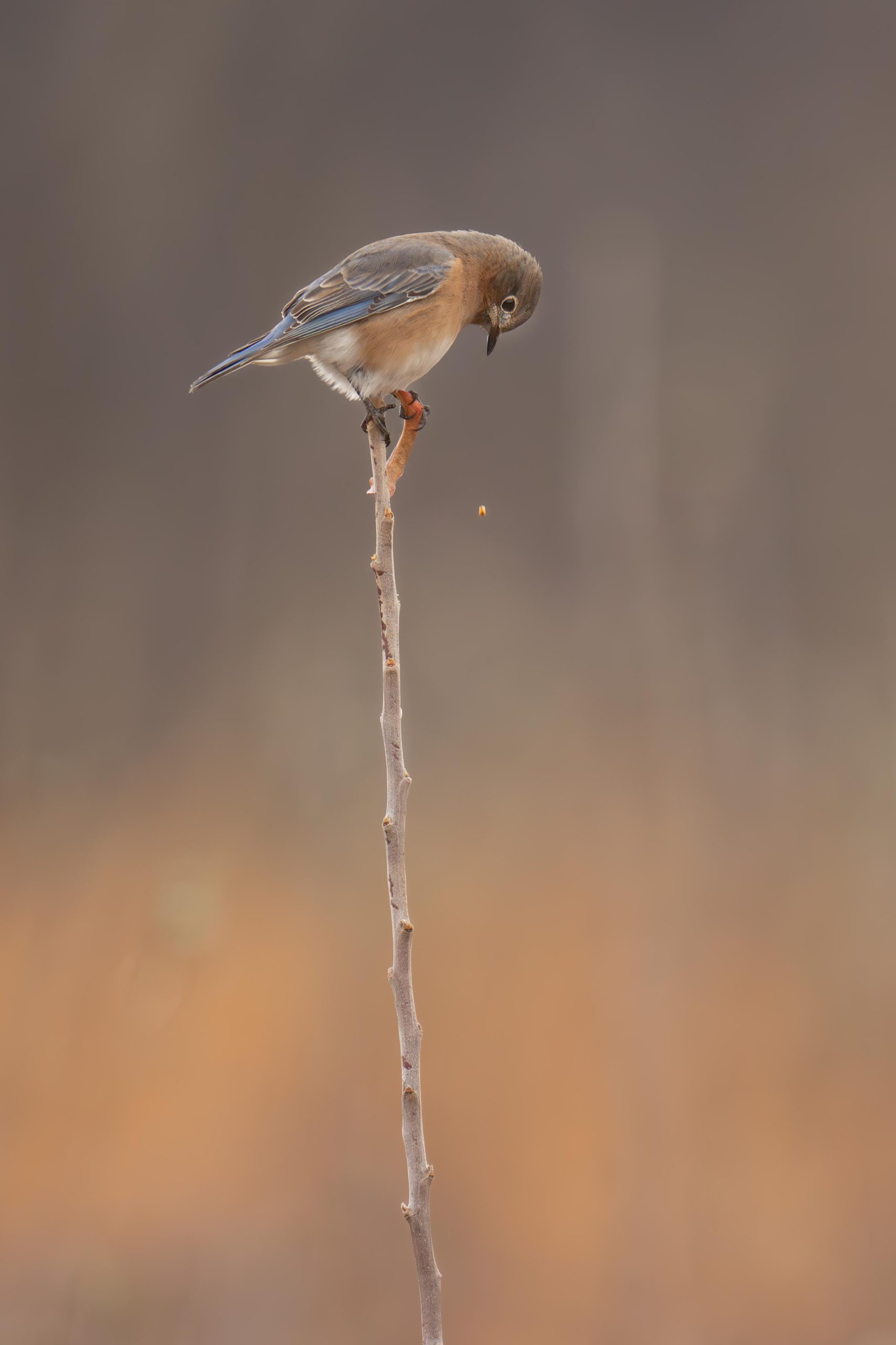 “Uh, Oh! Dropped the Seed”