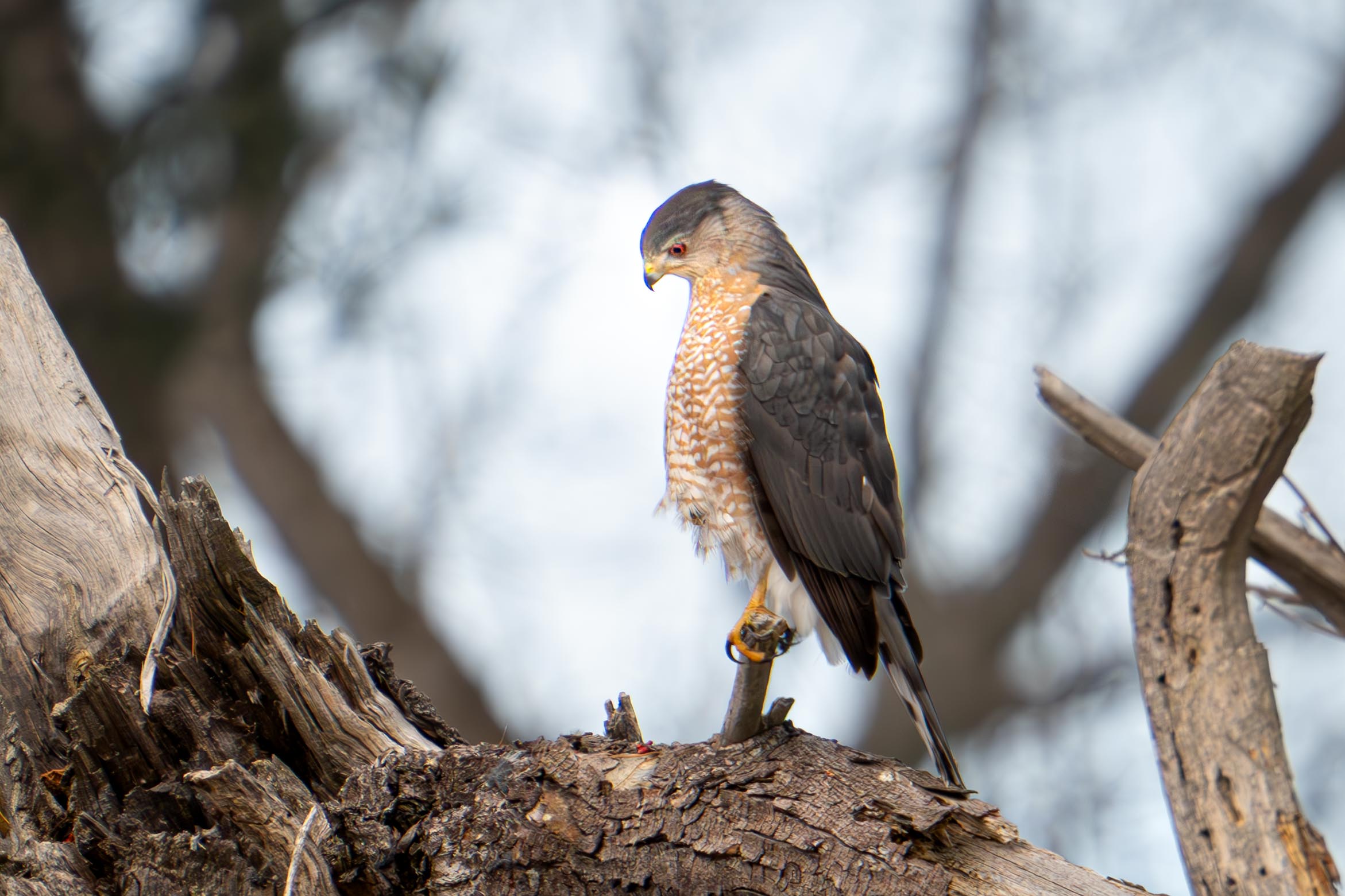 A Morning in Valley Forge