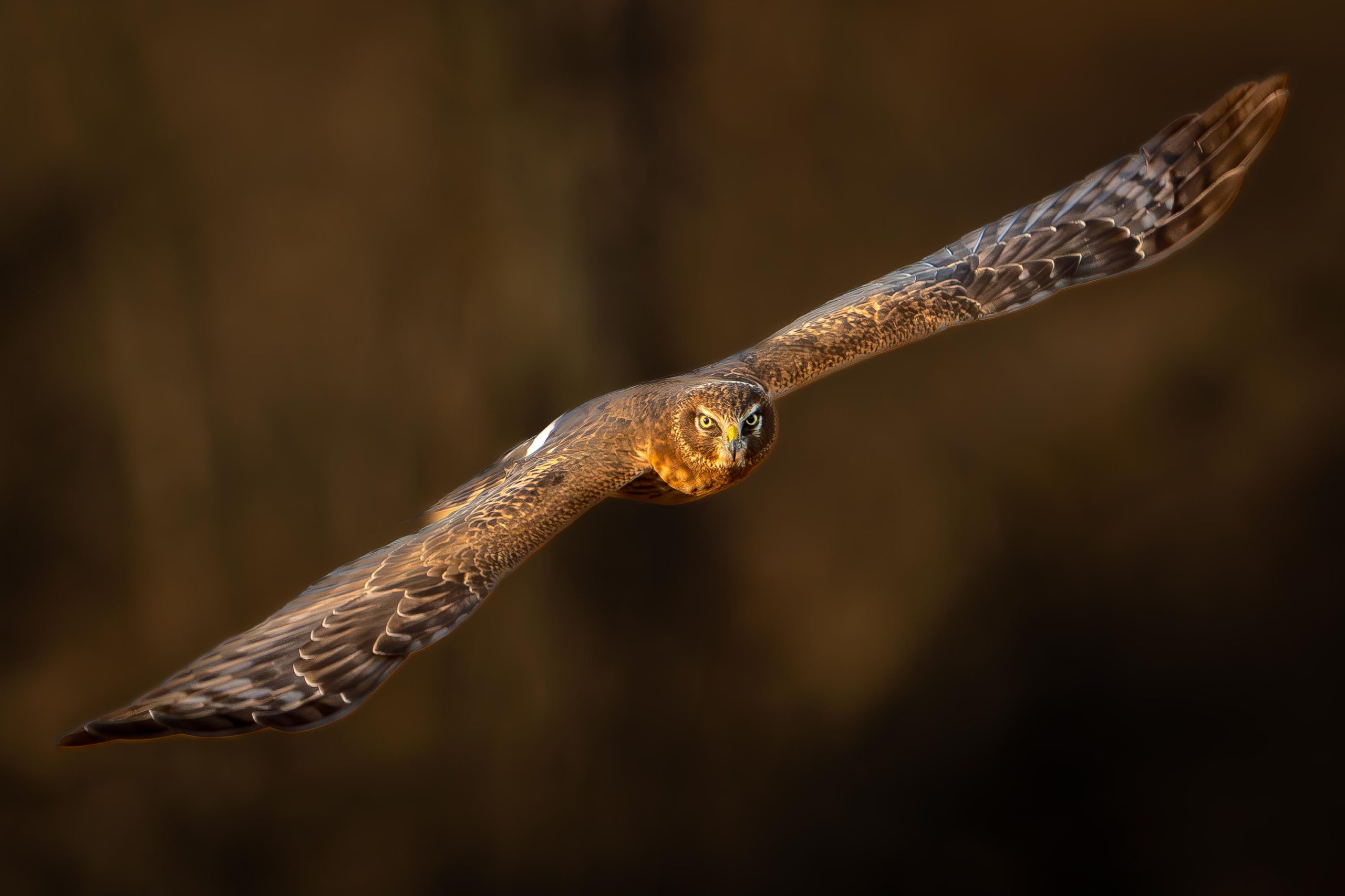 Eye Contact with Mrs. Harrier