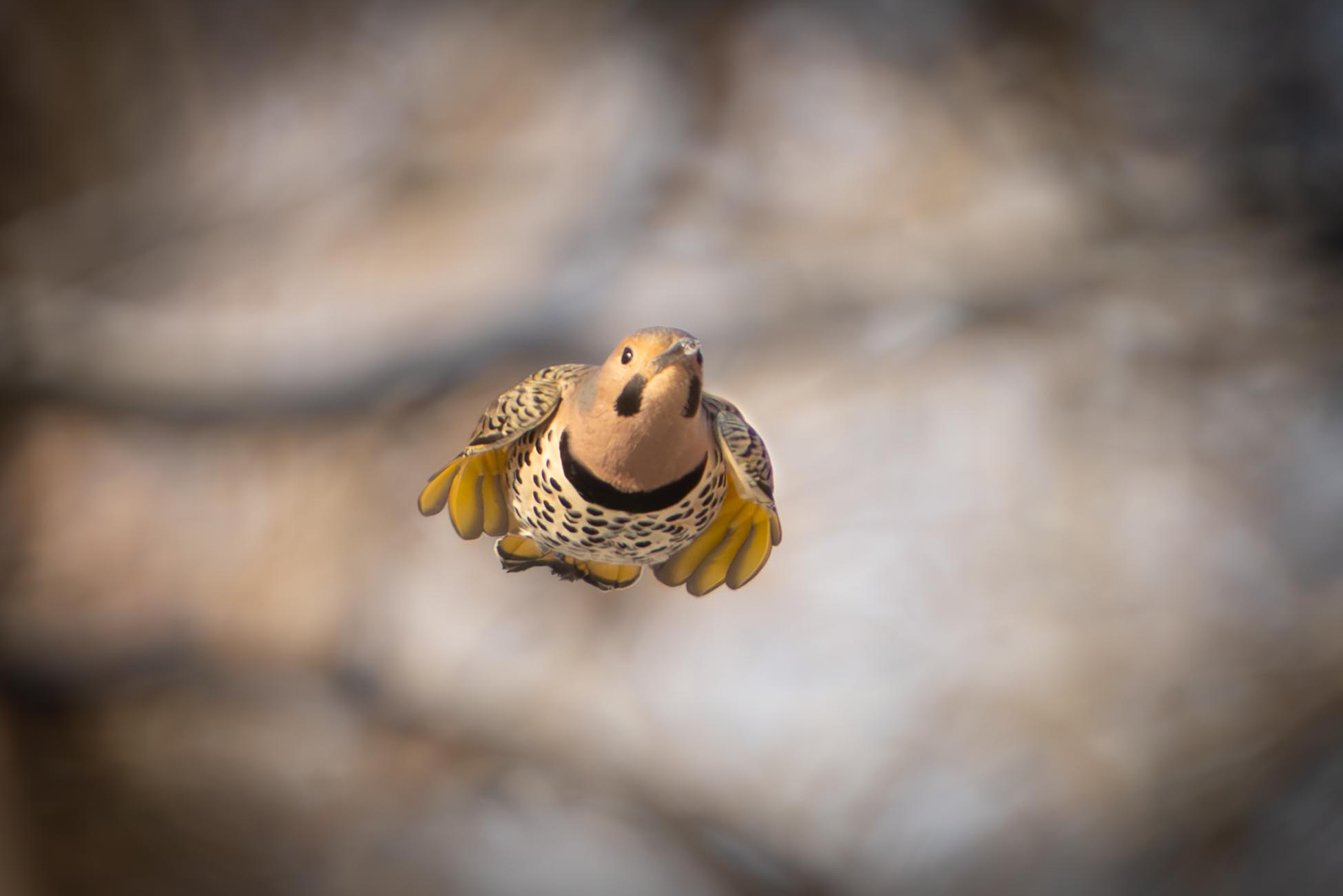 Flicker Coming Our Way