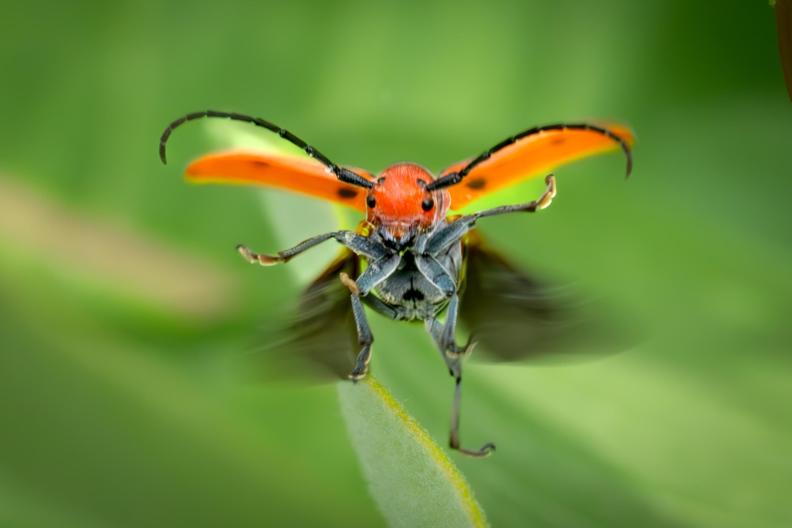 The Dancing Milkweed Borer wins First Place!!