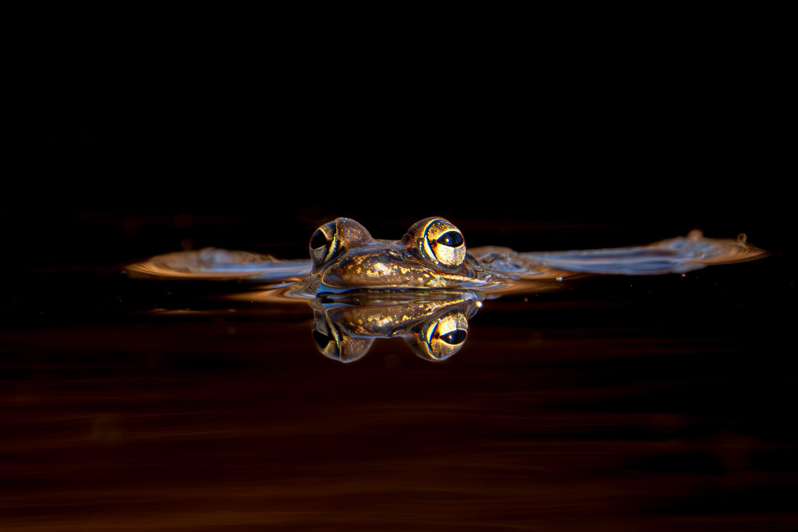 The Wood Frog is Back!!