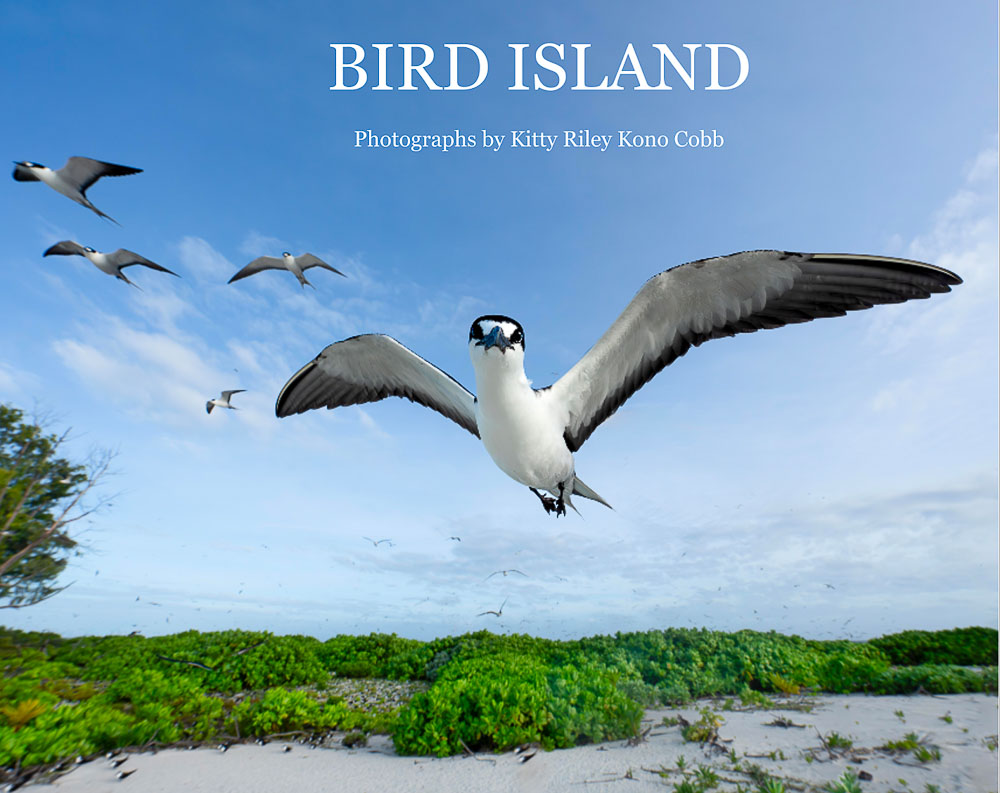 Bird Island