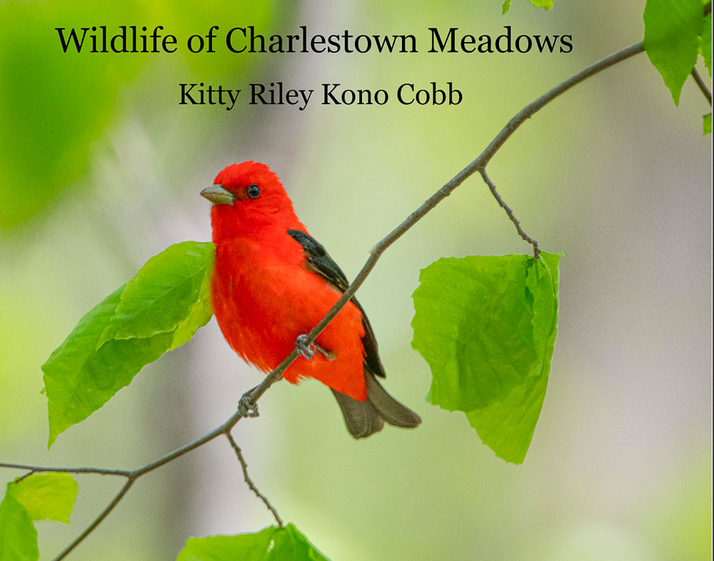 Wildlife of Charlestown Meadows