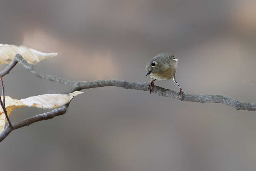 Hey, You Taking My Picture?