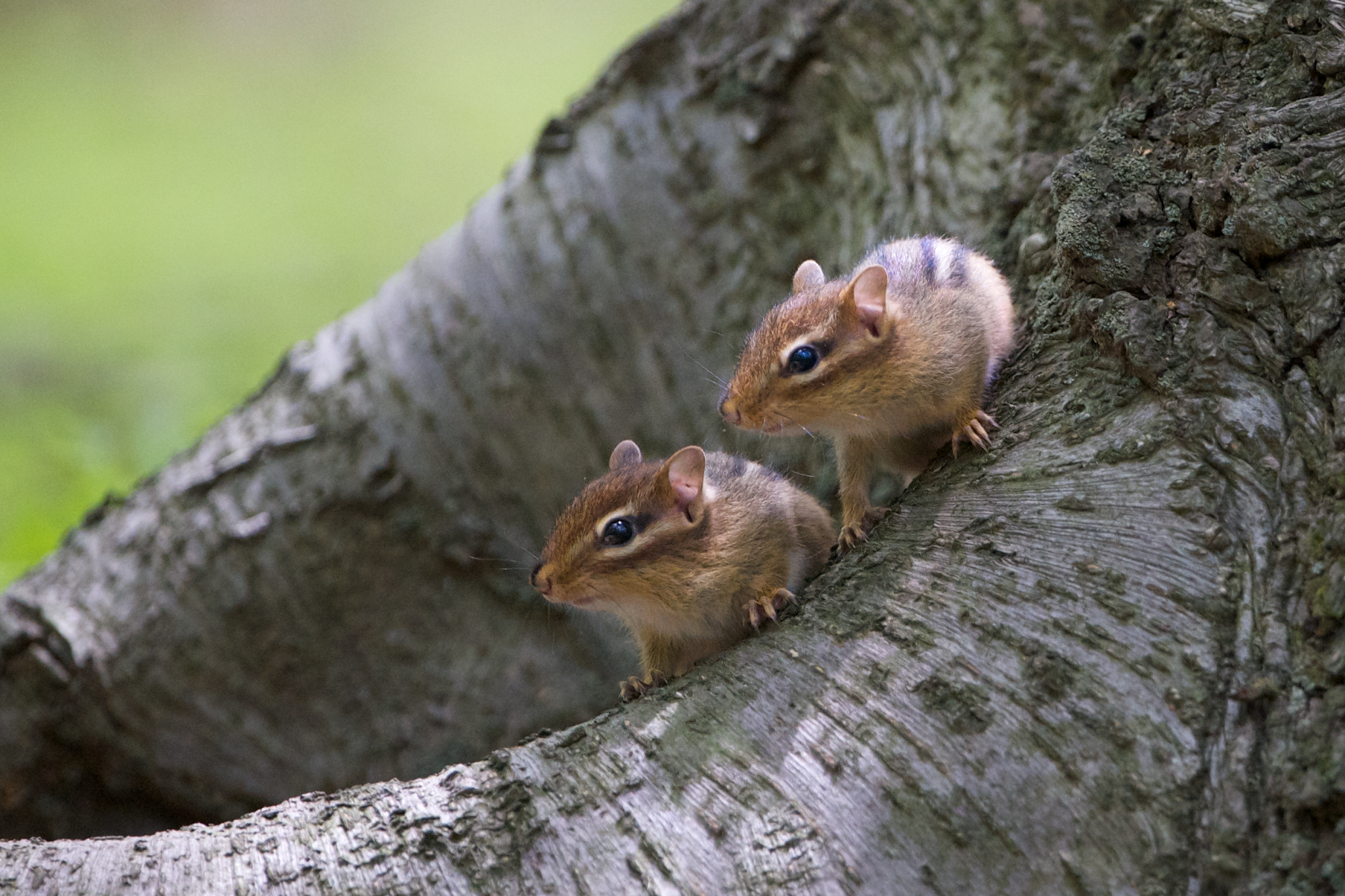Baby Chipmunks in Valley Forge Today
