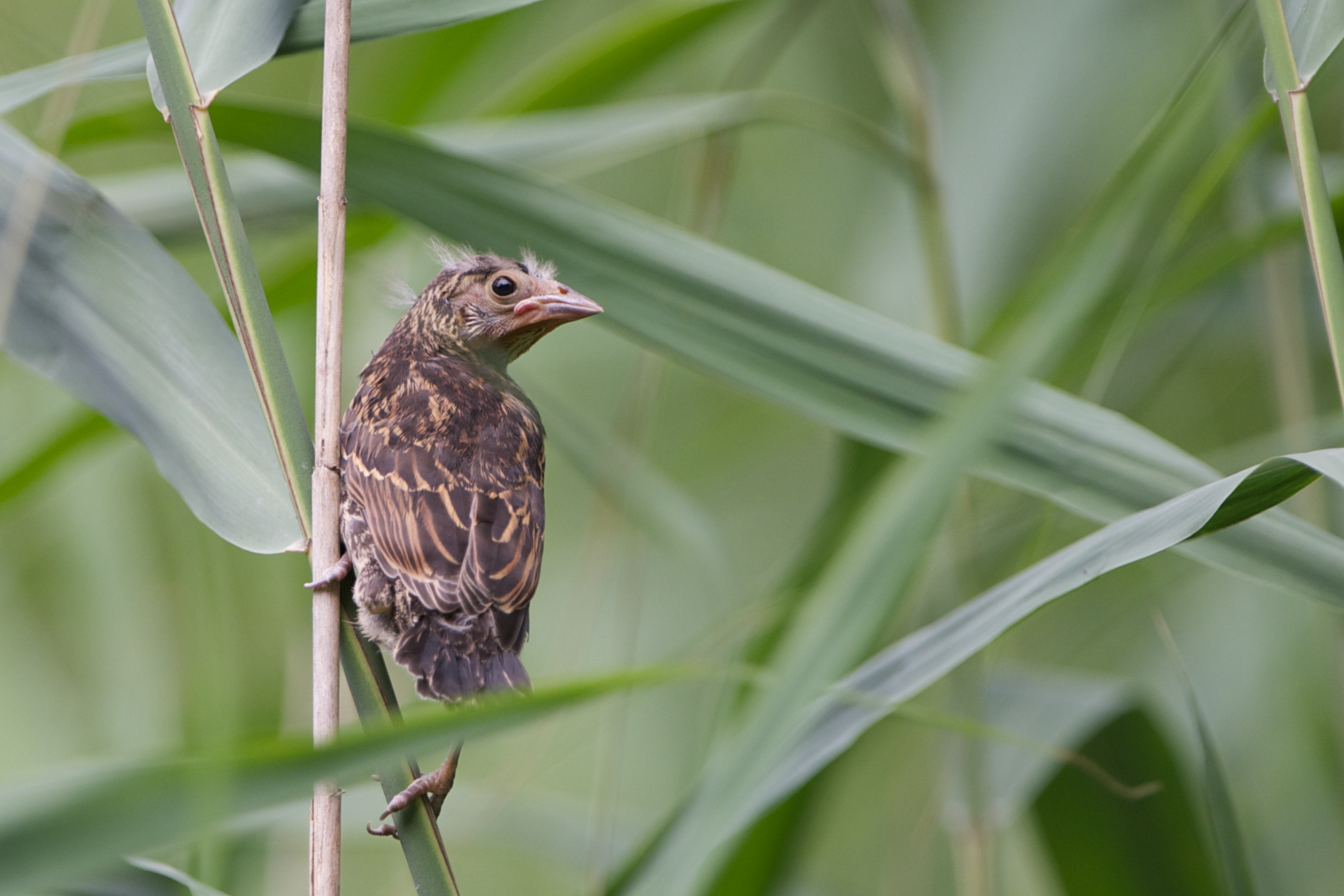 Baby Redwinged Blackbird.