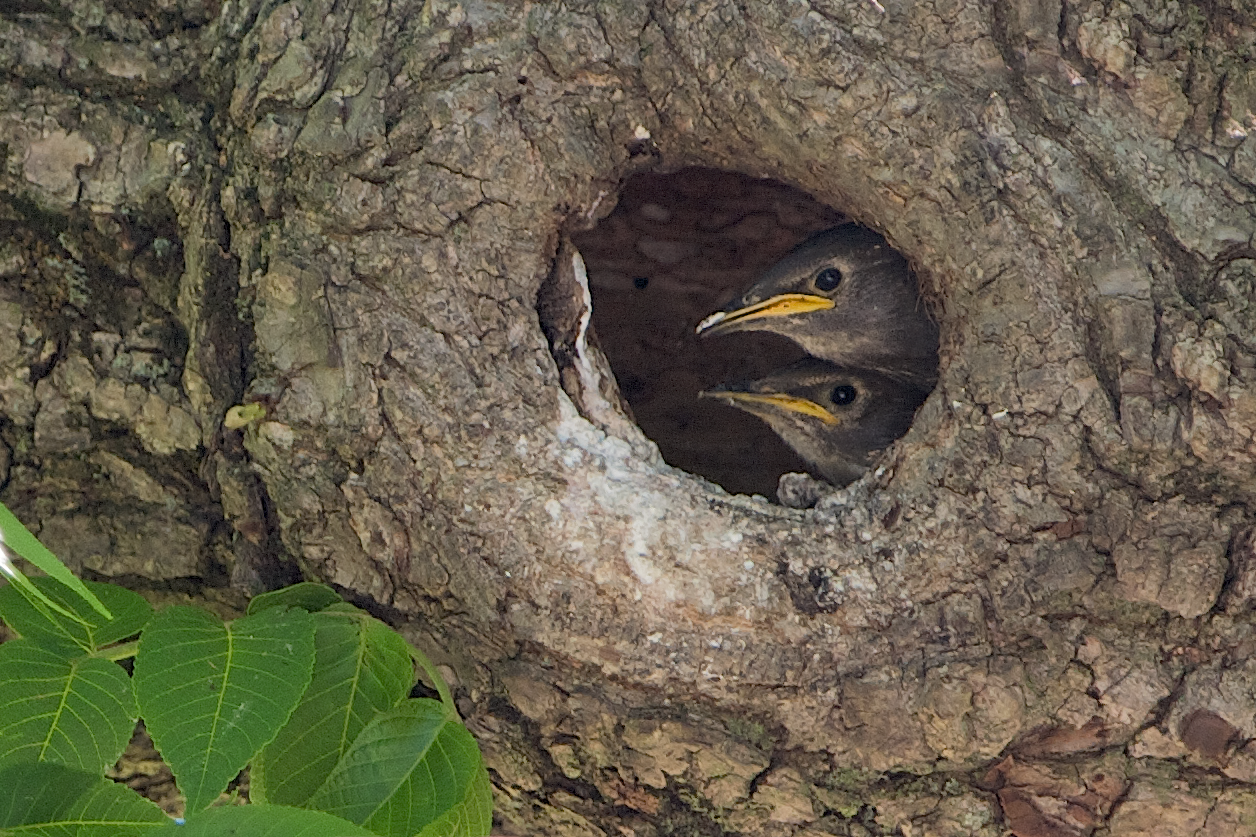 Starling Babies Waiting for Mom