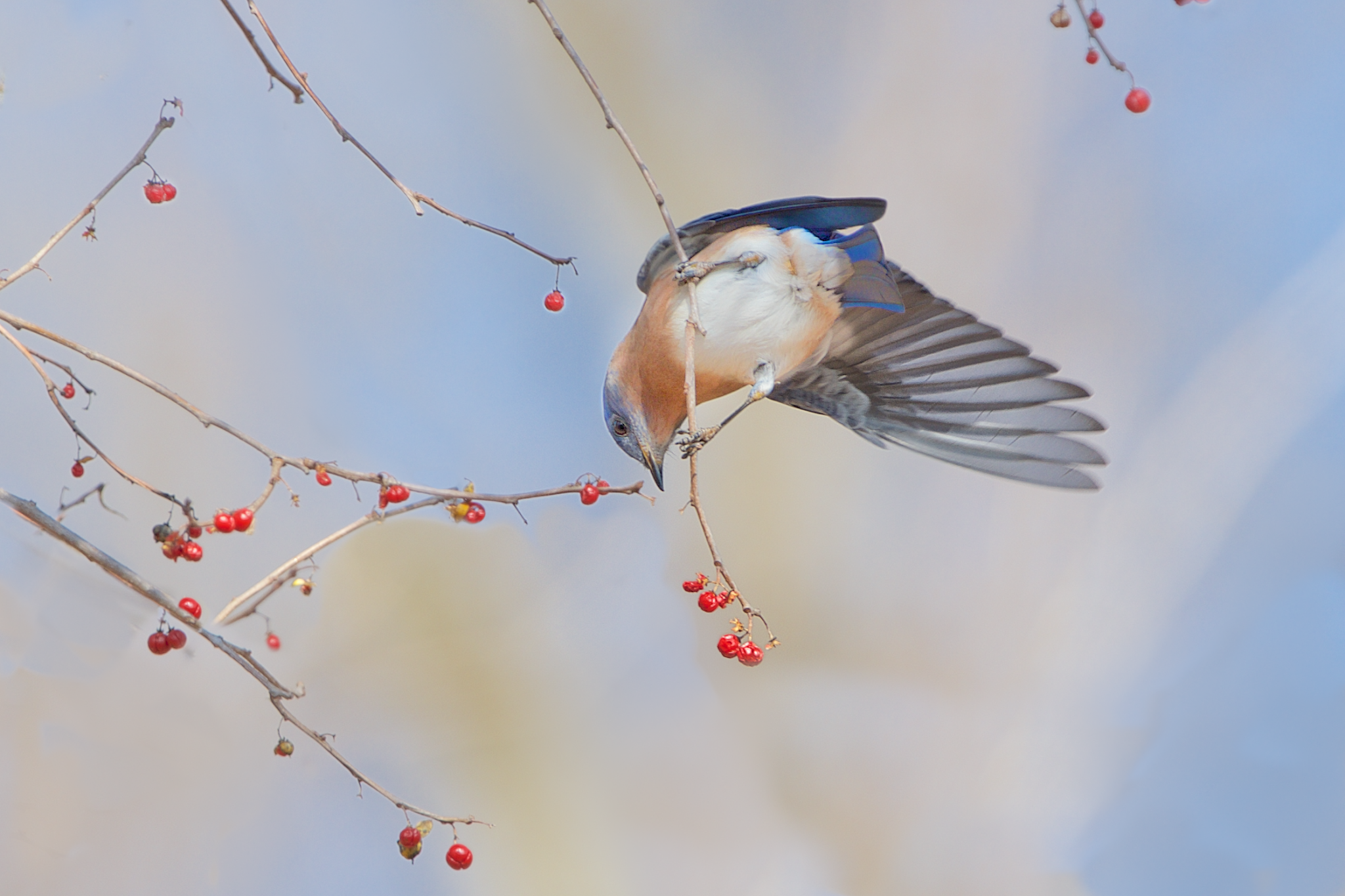 Bluebird and Berries Wins Second Place in Betterphoto.com Contest!