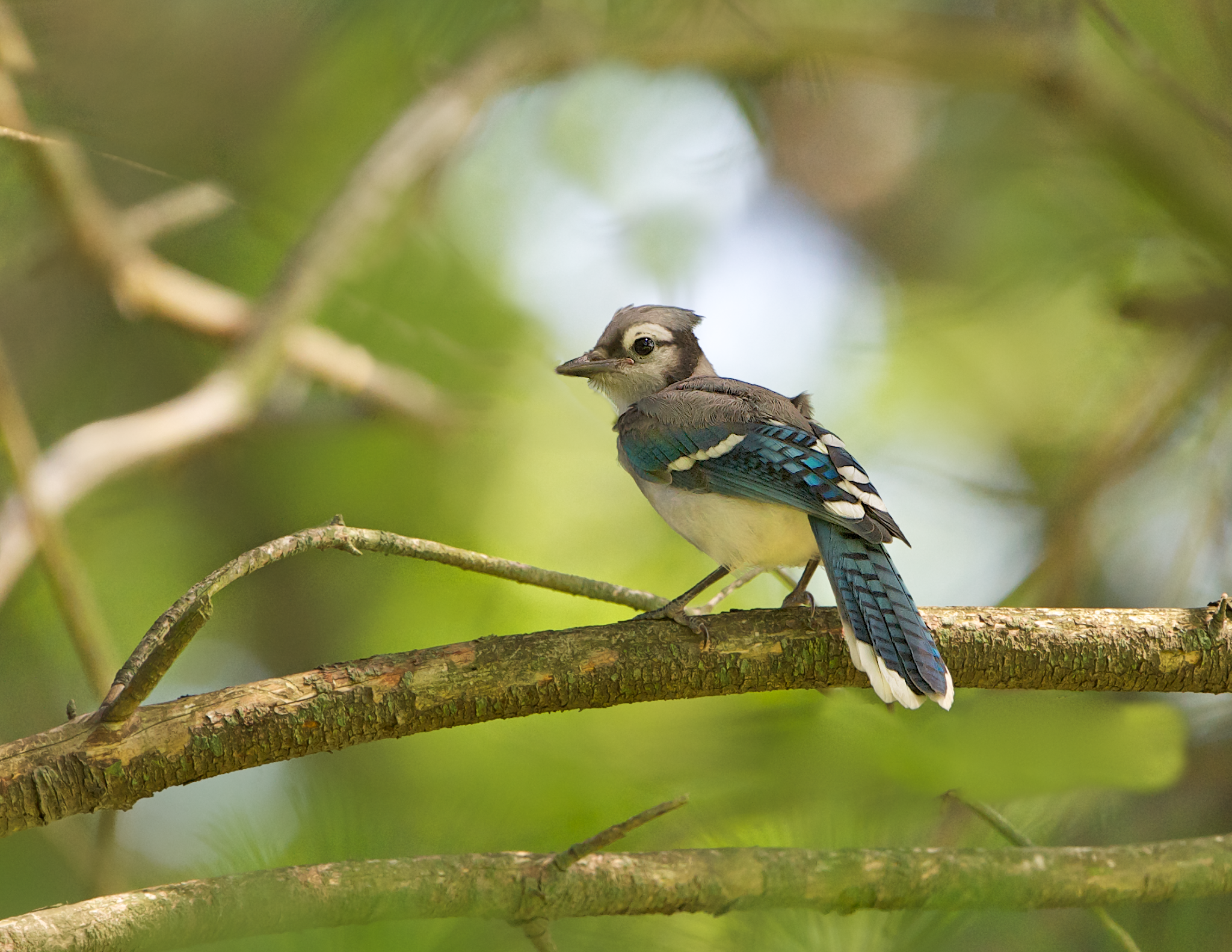 Brand Spanking New Baby Blue Jay