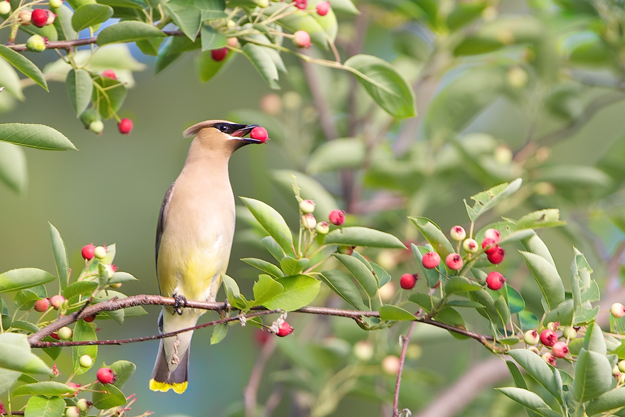 Cedar Waxwing and a Crabapple