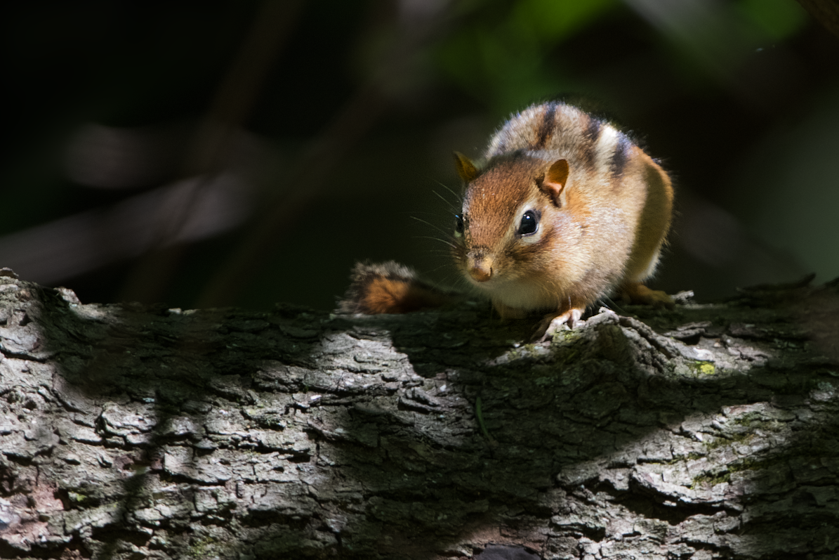 Chipmunk Hiding in the Light