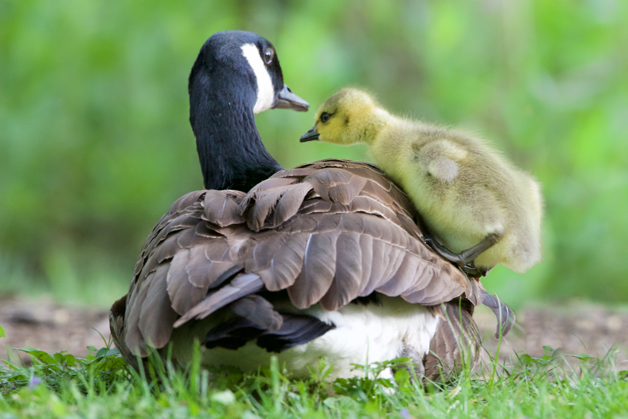 More of the Goslings and the Geese