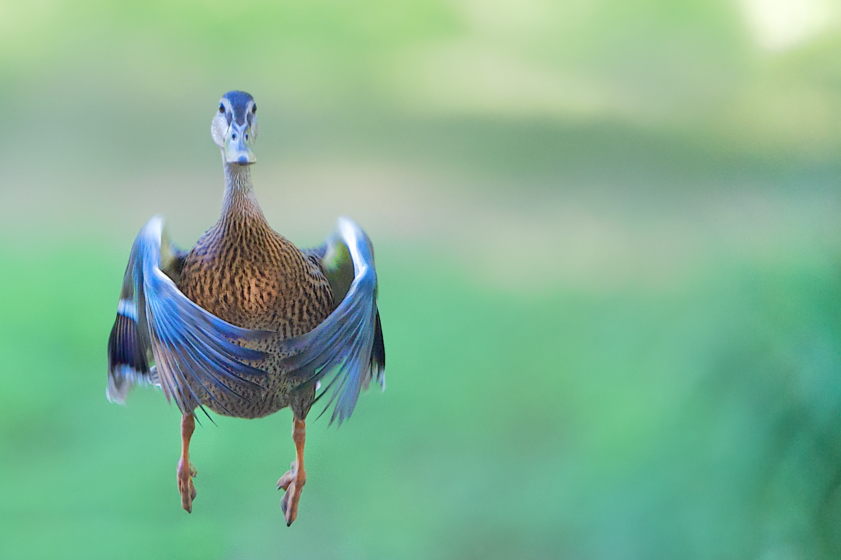 Duck Magic at Eastern College Pond