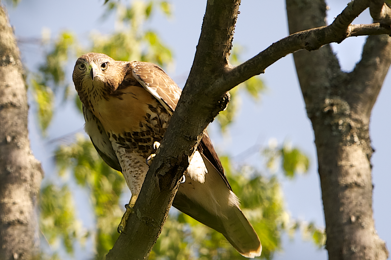 Eye Contact with a Juvenile Red Tailed Hawk