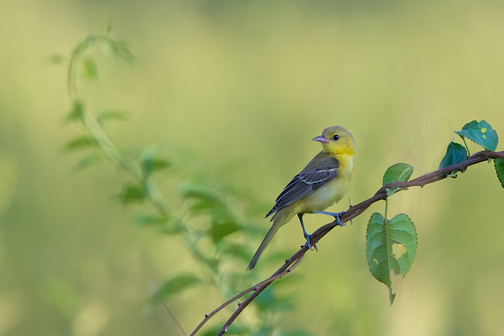 The Female Orchard Oriole