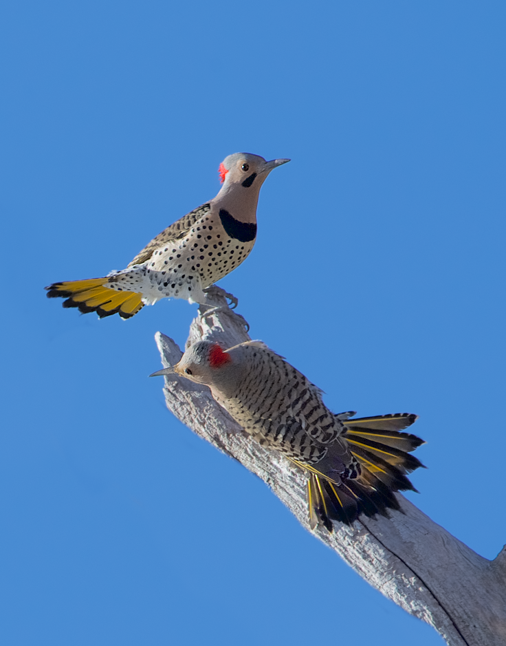 Flickers Flirting Today in Valley Forge