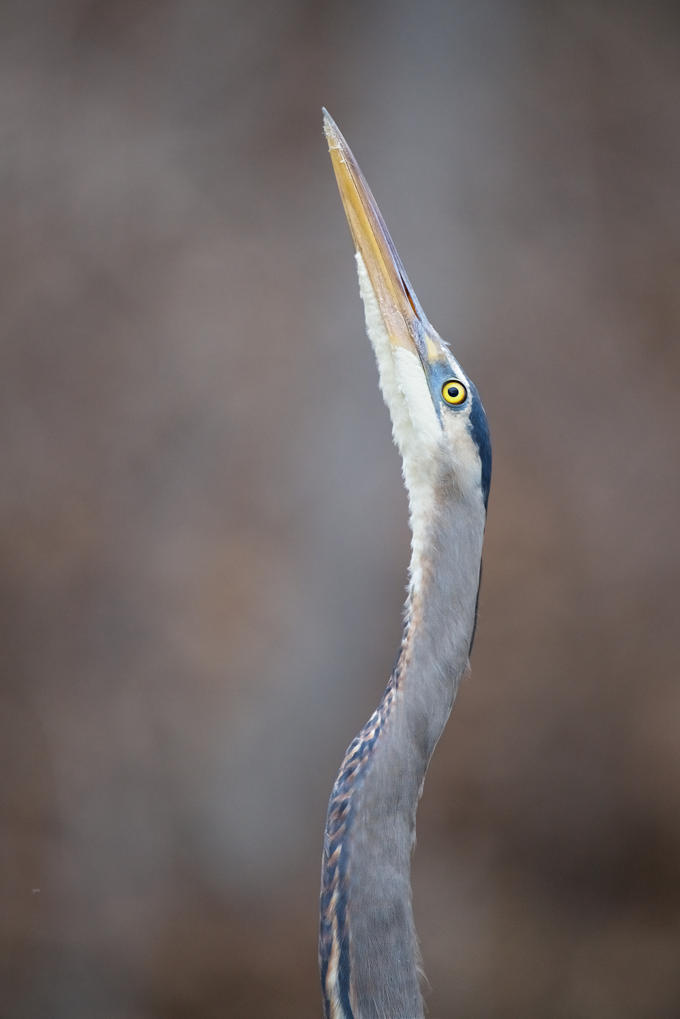 Great Blue Pointing North