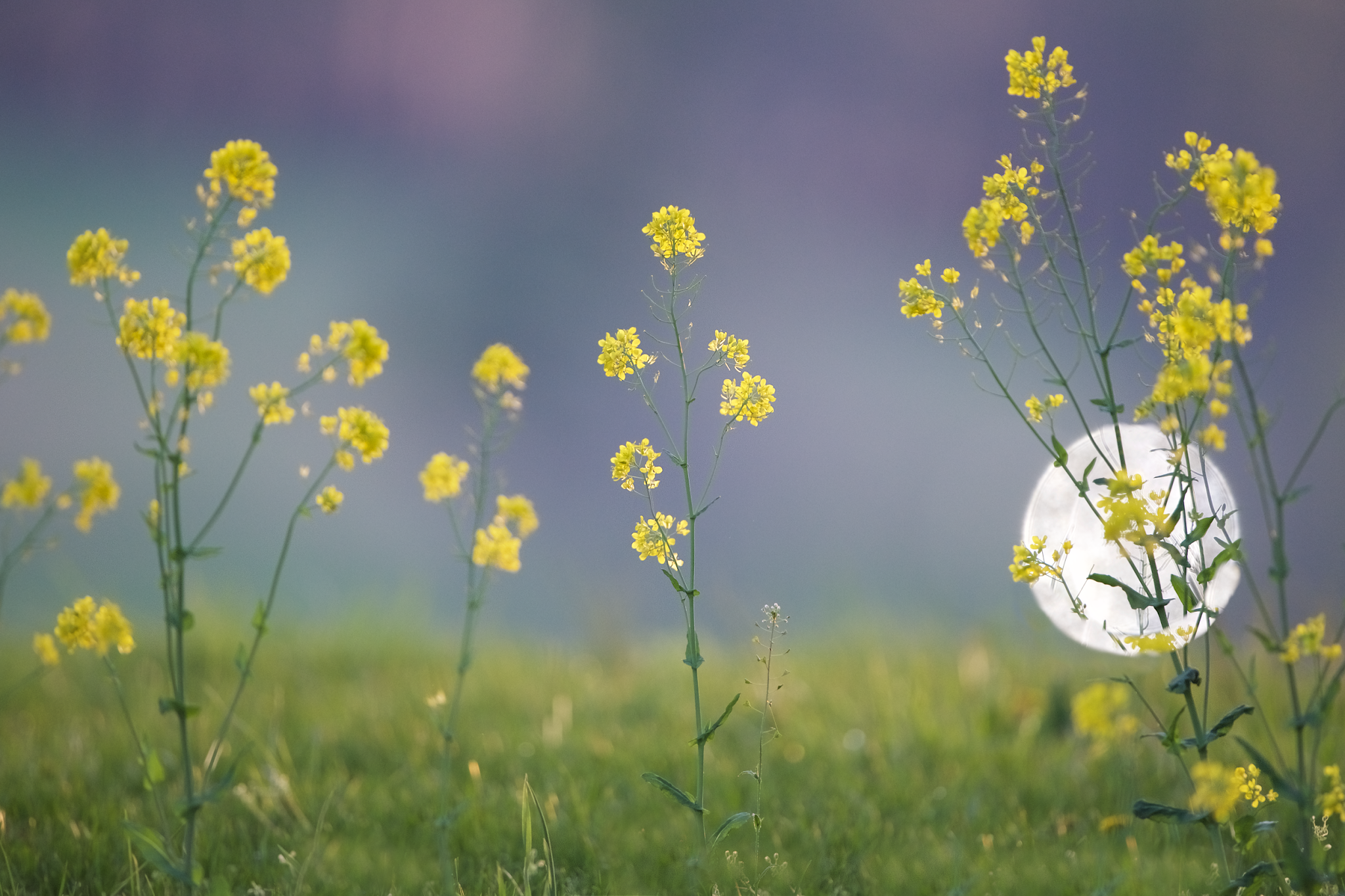 Headlight Over the Horizon