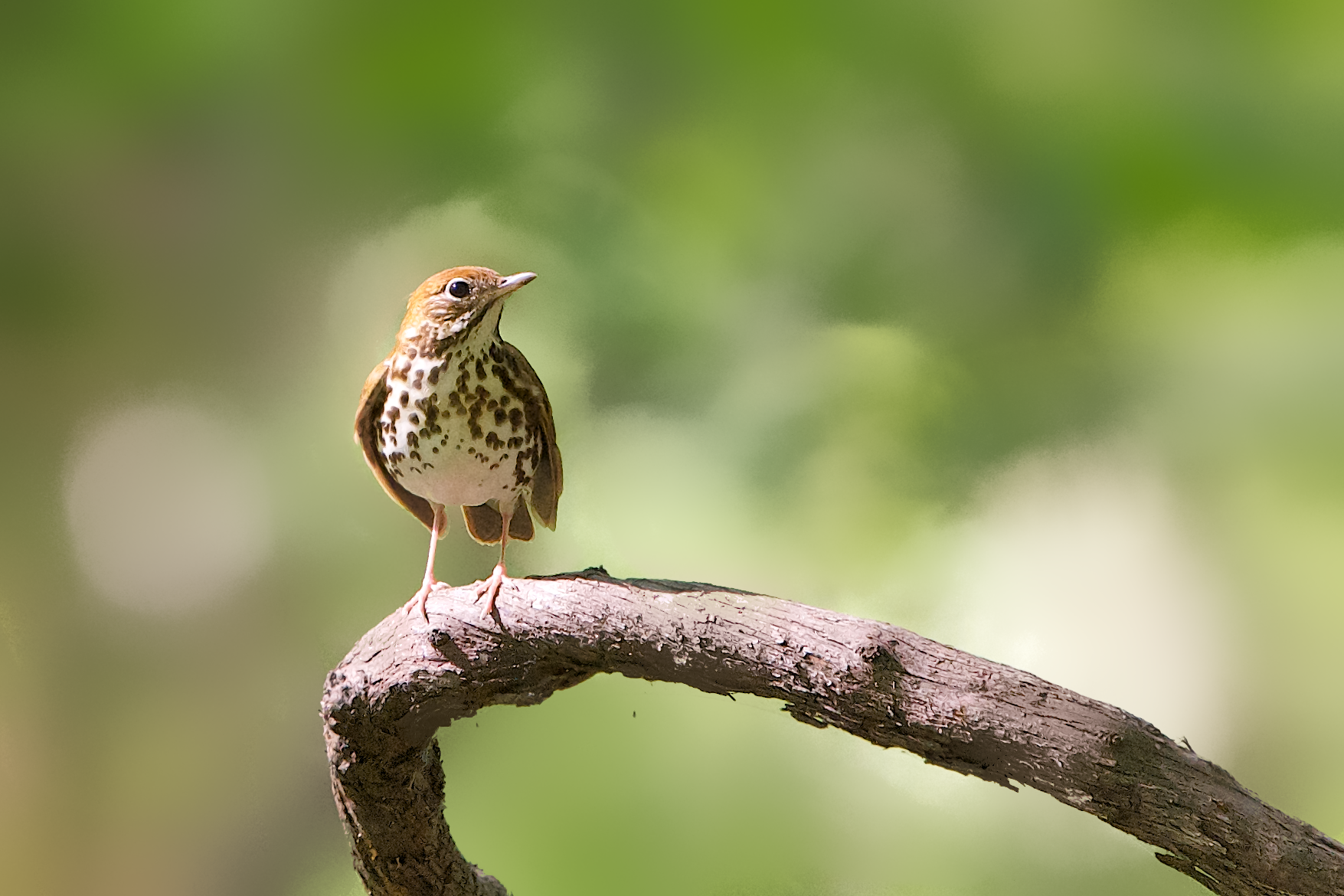 Wood Thrush Alone and In Love Under the Leaves