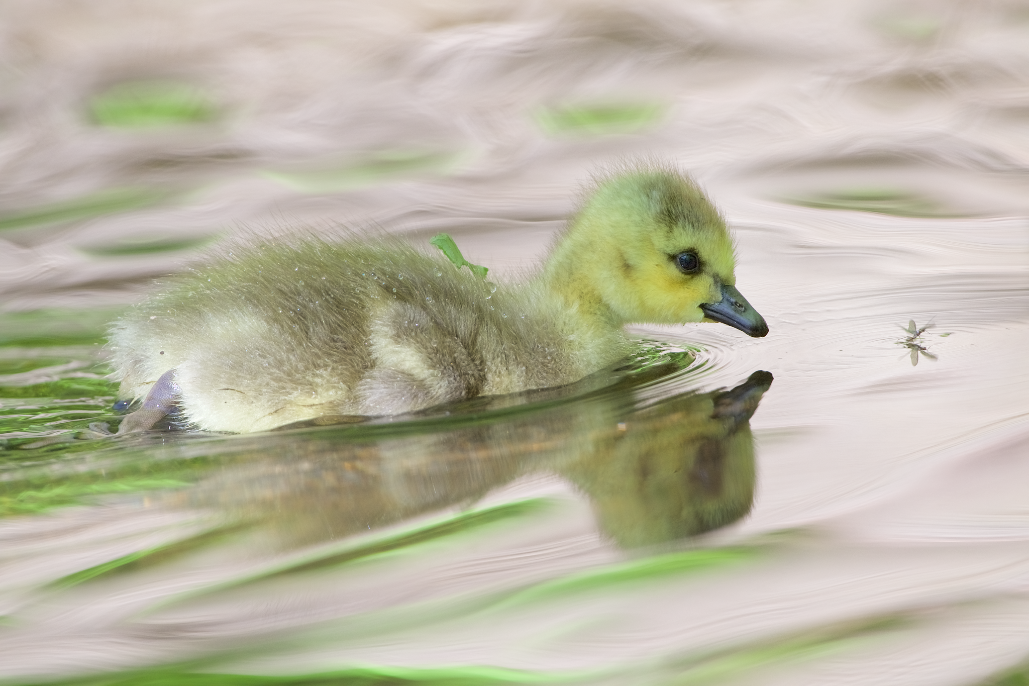 The Gosling and the May Fly