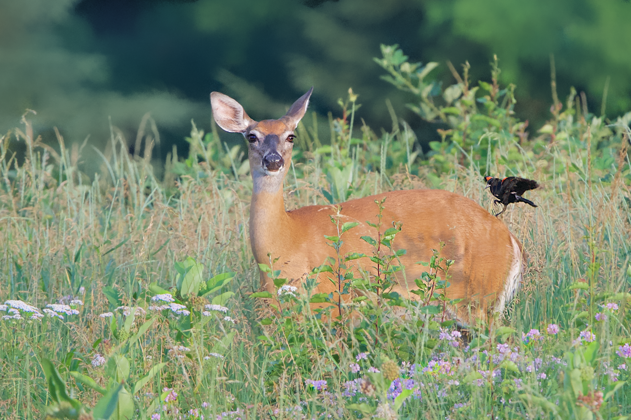 Redwing Blackbird and the Doe