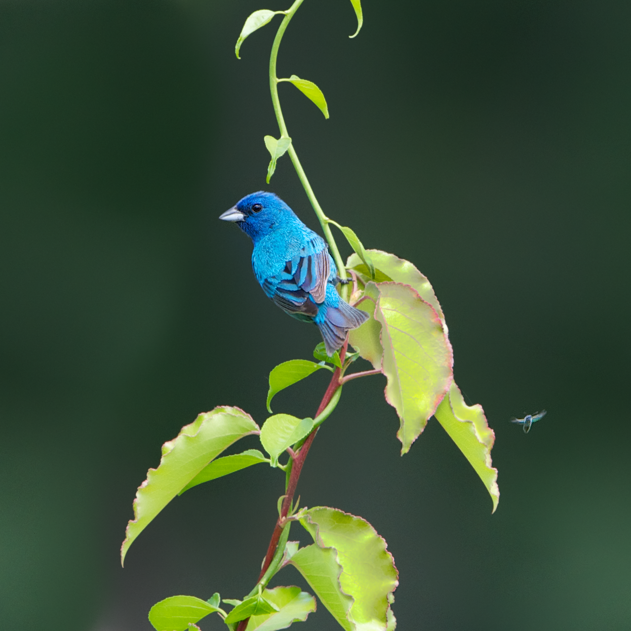 The Beautiful Indigo Bunting and a Bee in Valley Forge This Morning