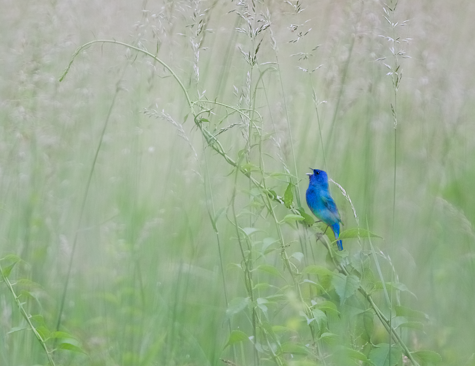 Indigo Bunting Calling All the Single Ladies in Valley Forge yesterday