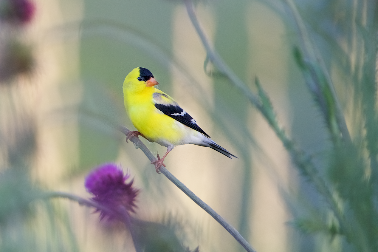 Mr. Goldfinch in Valley Forge after the Rain Yesterday (Click for best view)
