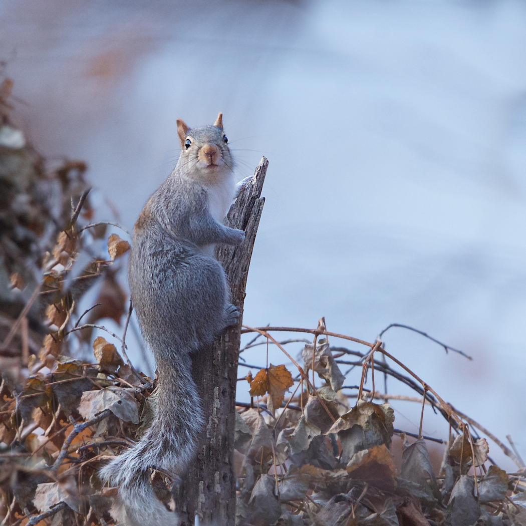 My Darling Clementine