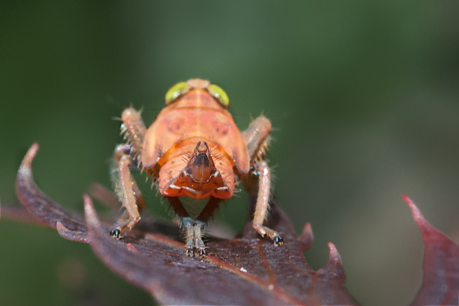The Nymph Leaf Hopper (Coelidia Olitoria)