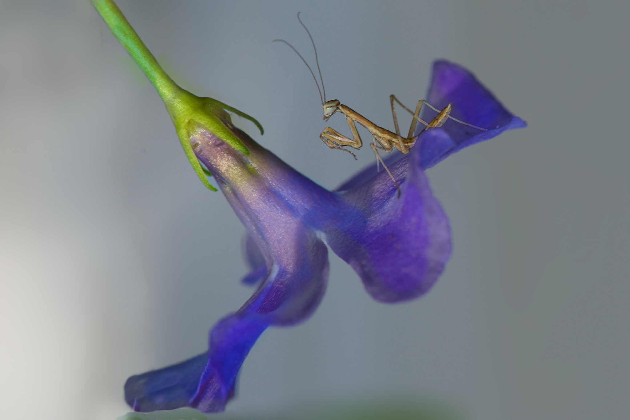 The Babies Have Arrived!!