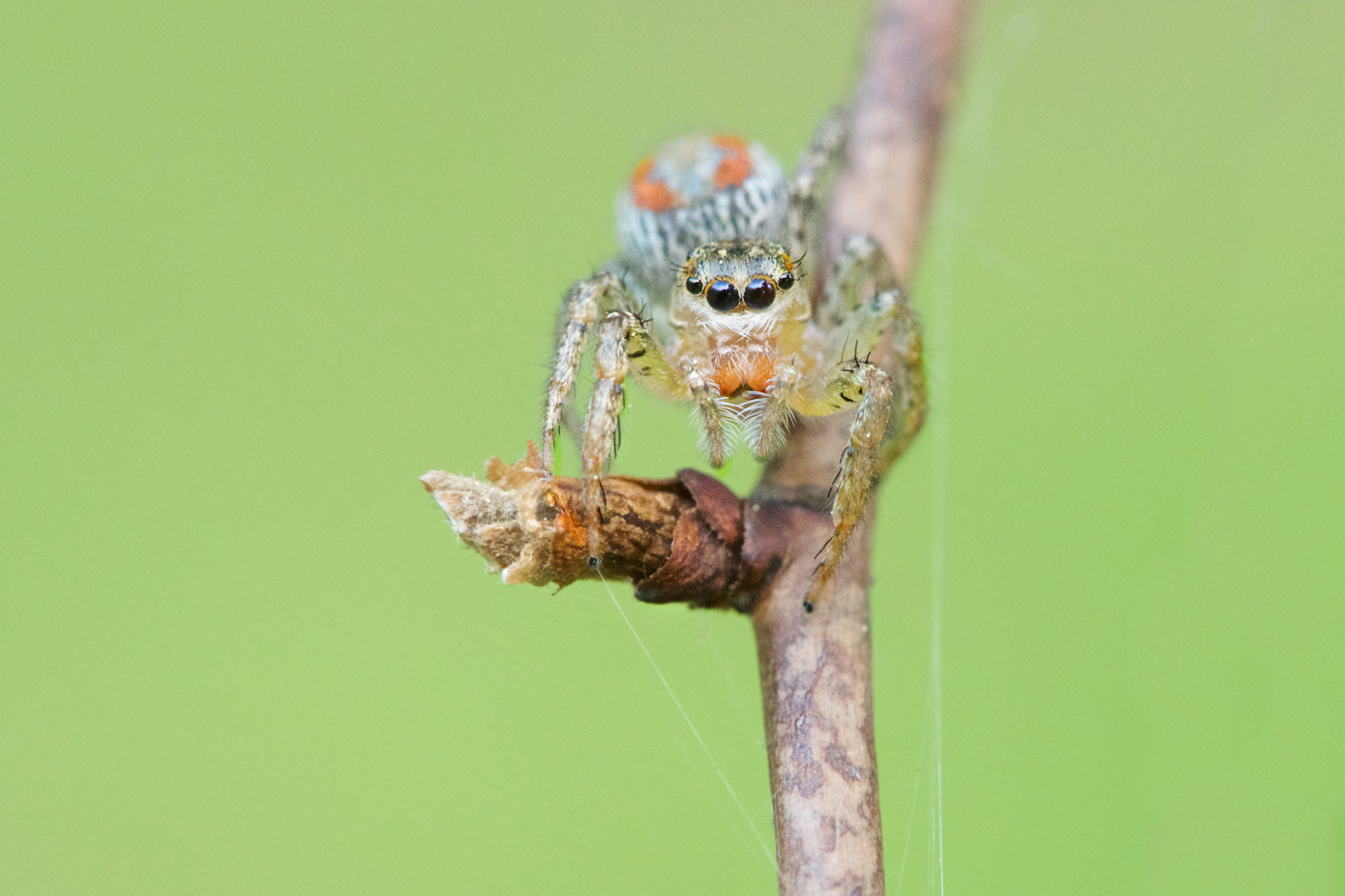 Beautiful Orange Jumping Spider in Valley Forge Today