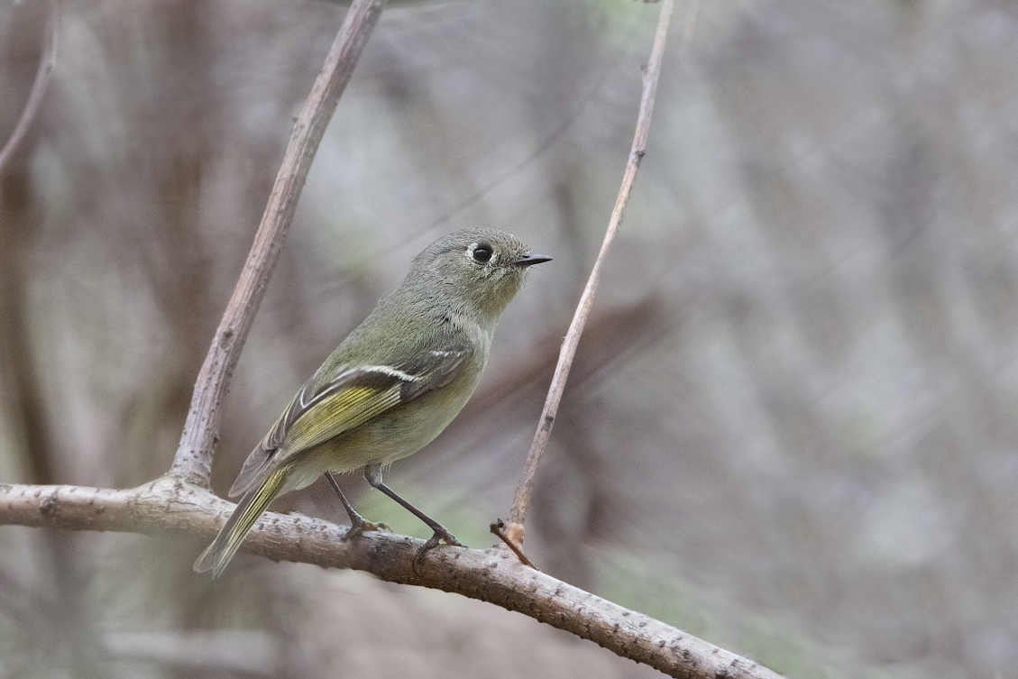 Ruby Crowned Kinglet in the Window